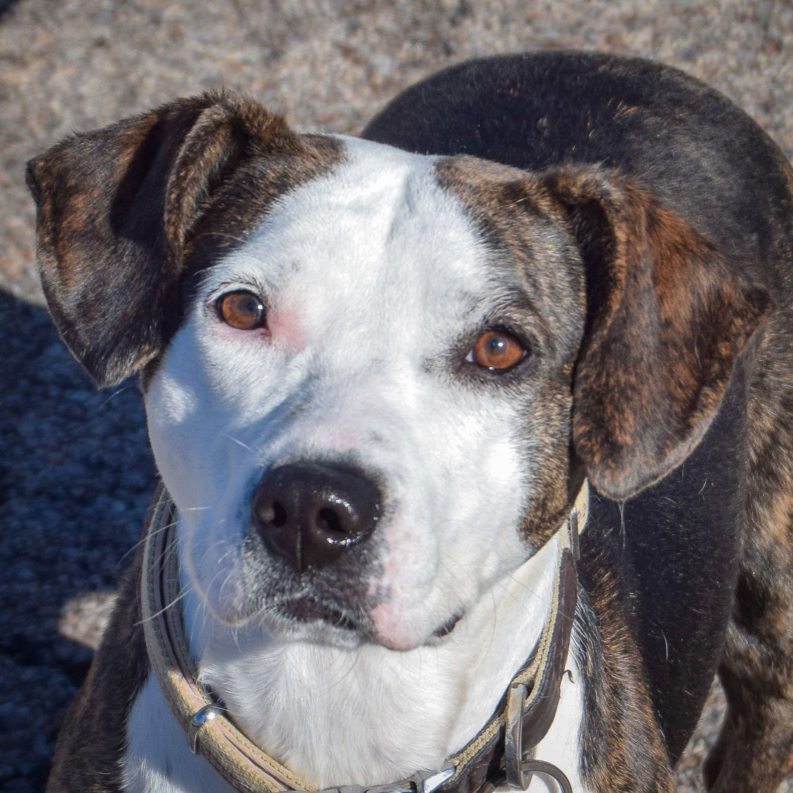 COOKIE - American Staffordshire Terrier / Beagle available for adoption