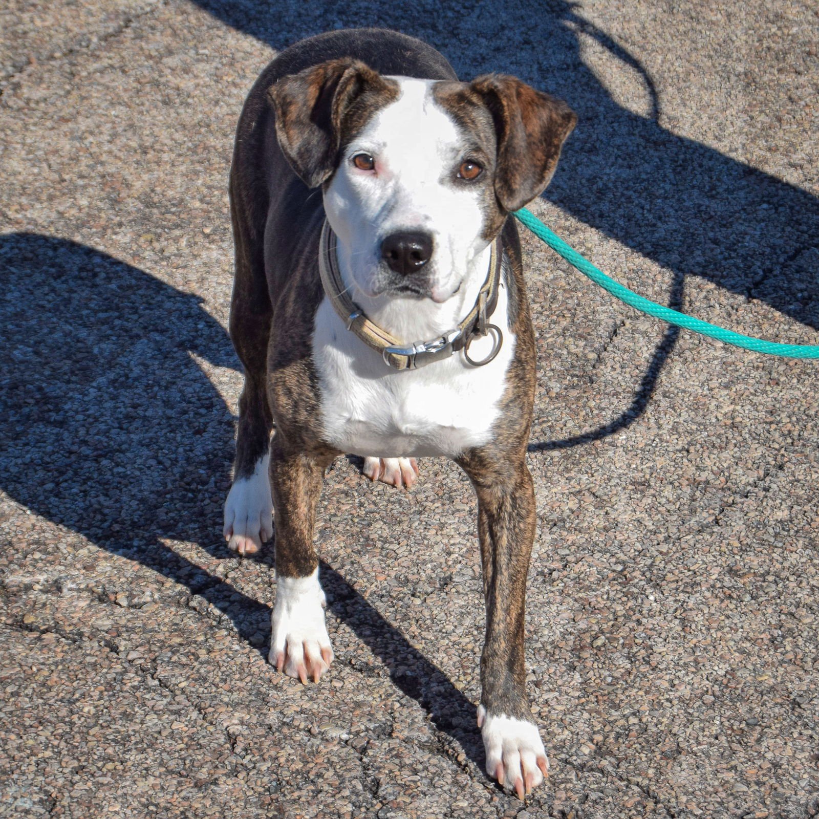 COOKIE - American Staffordshire Terrier / Beagle available for adoption