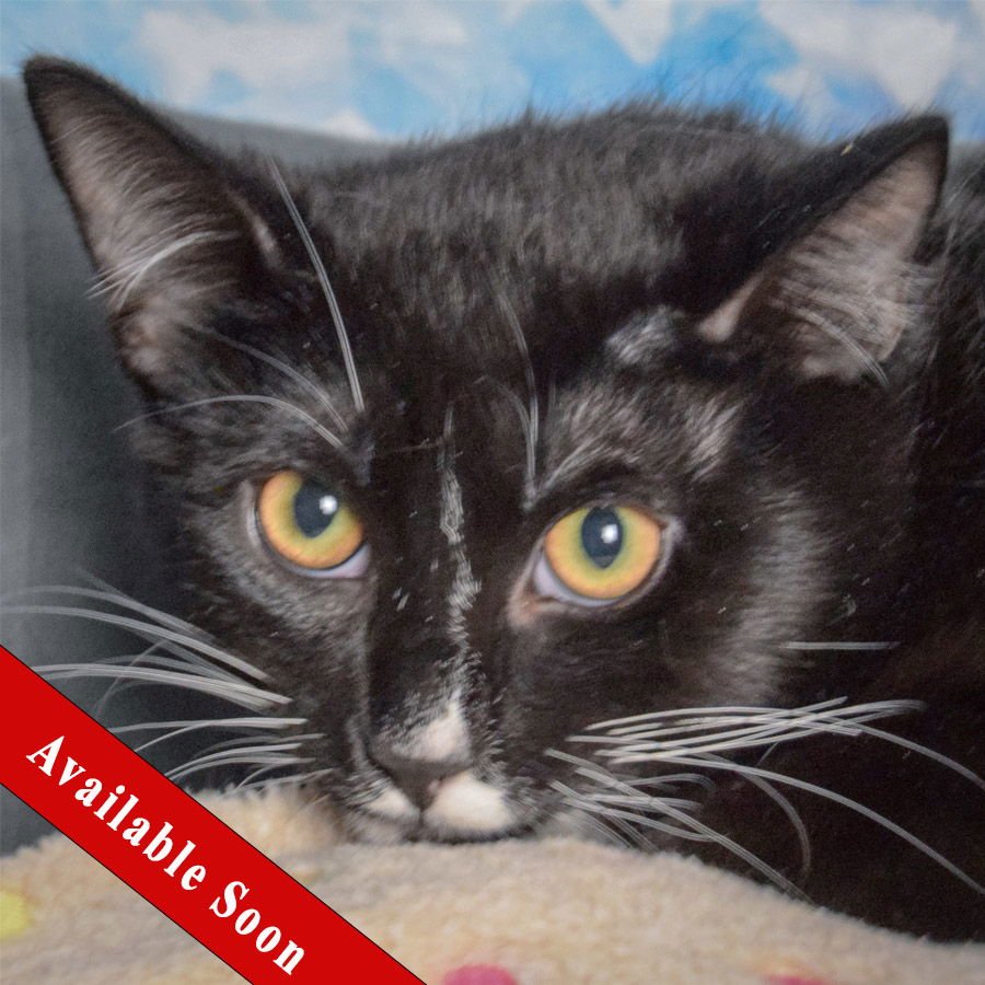 EARL - Tuxedo / Domestic Short Hair available for adoption