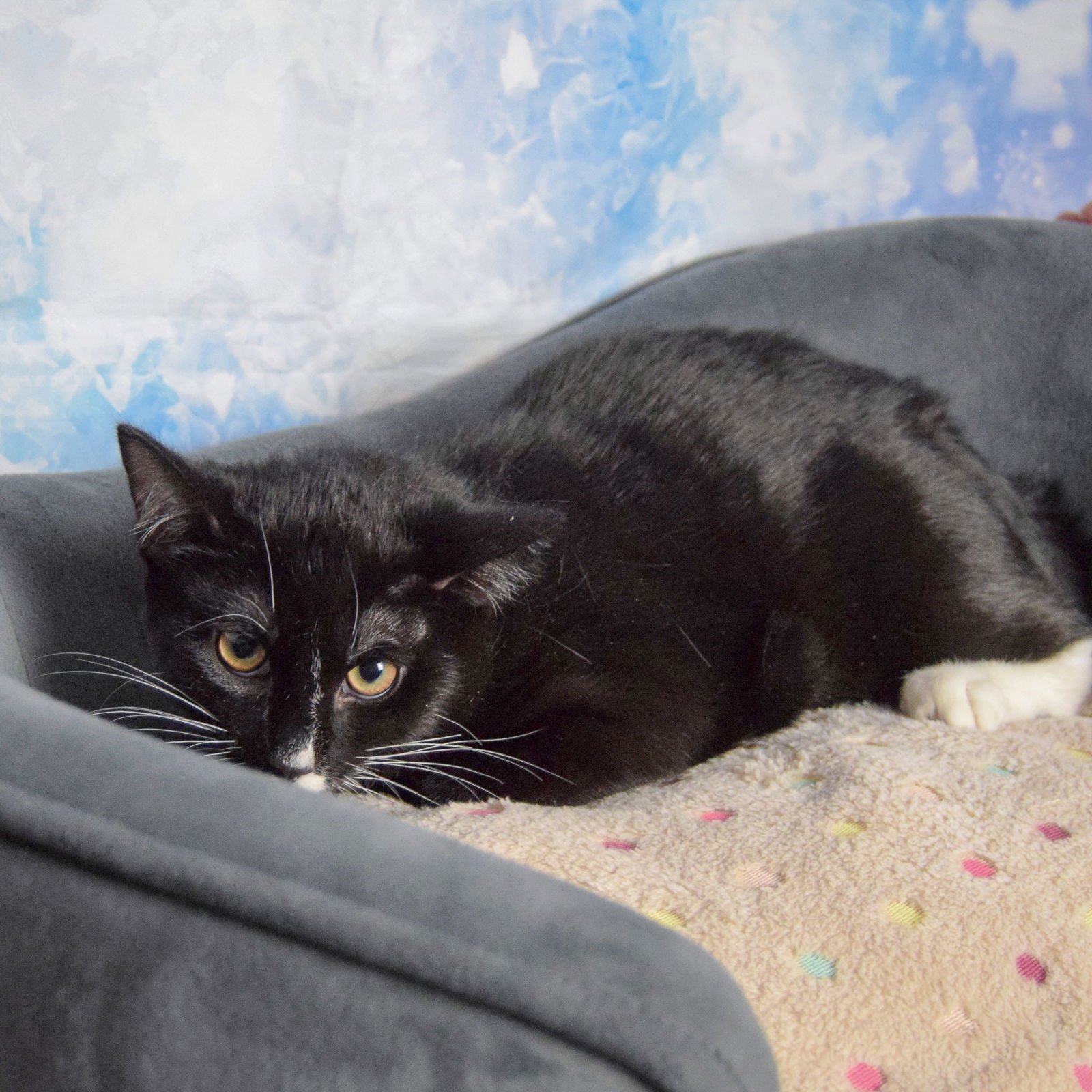 EARL - Tuxedo / Domestic Short Hair available for adoption