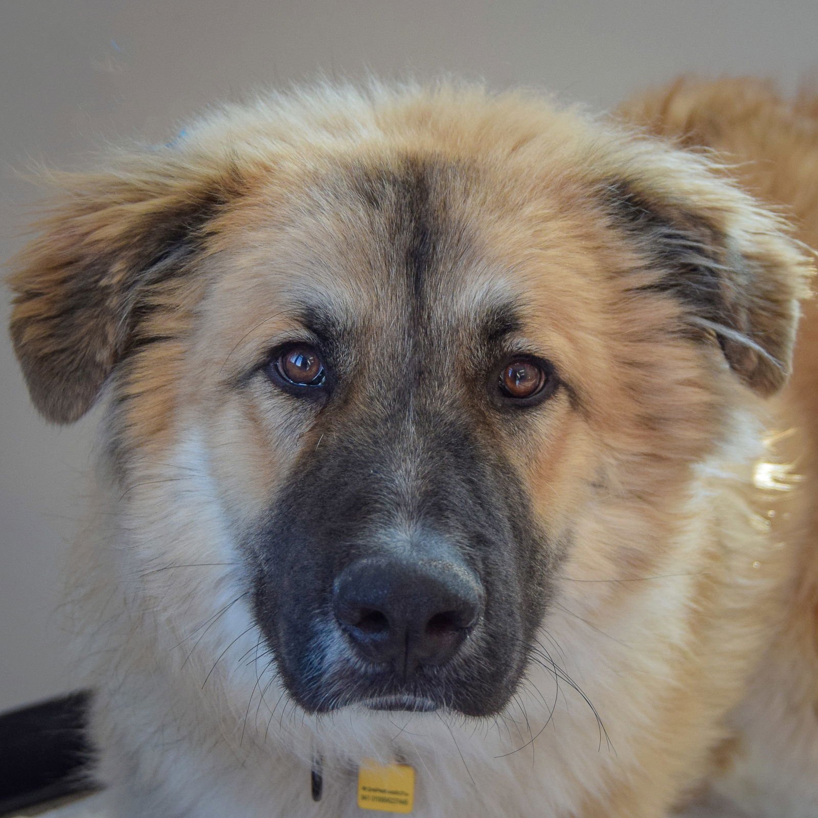 DUKE - German Shepherd Dog / Great Pyrenees available for adoption