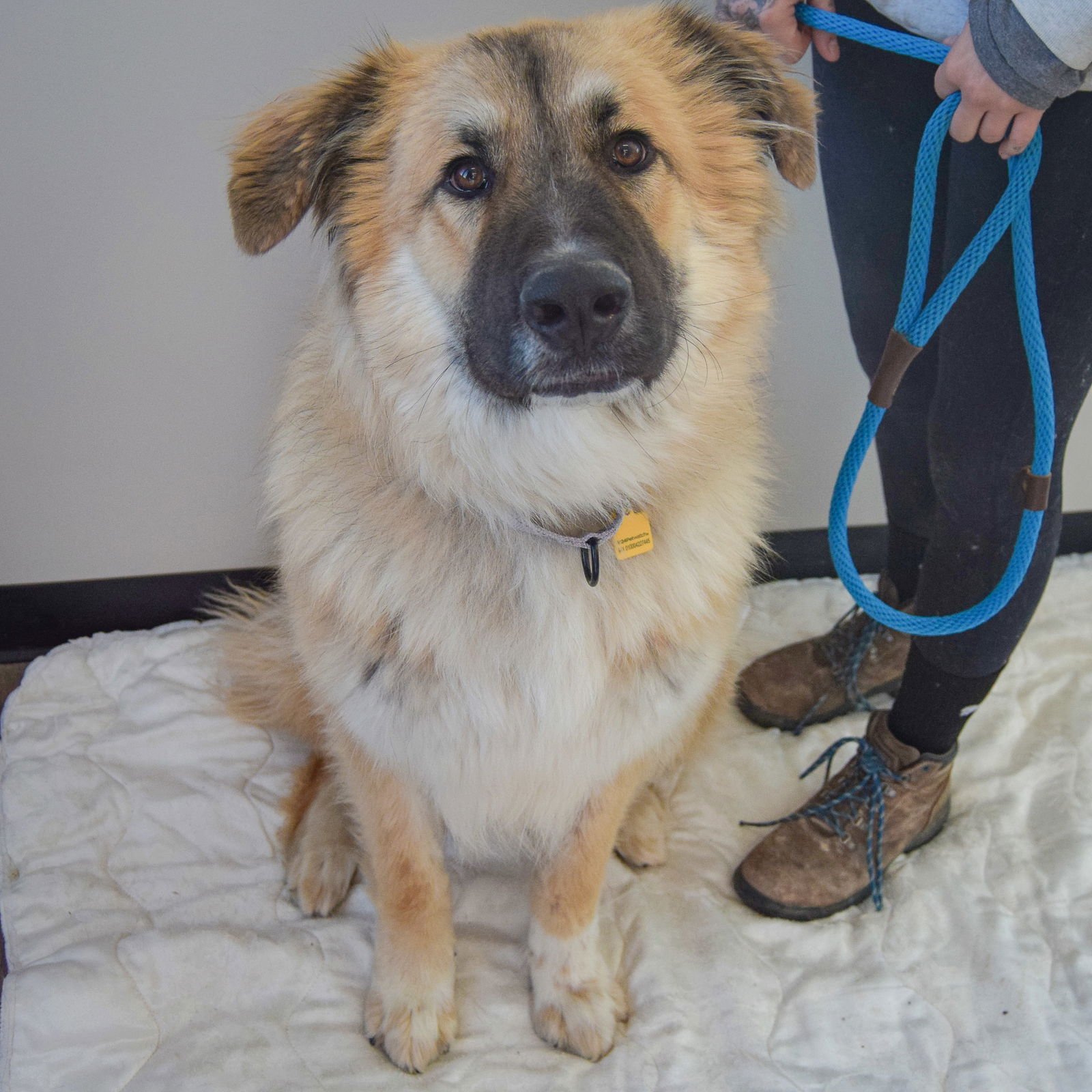 DUKE - German Shepherd Dog / Great Pyrenees available for adoption