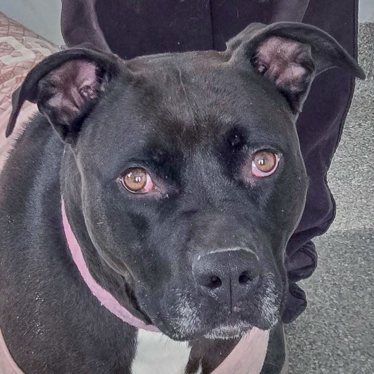 CARDI - American Staffordshire Terrier / American Bulldog available for adoption