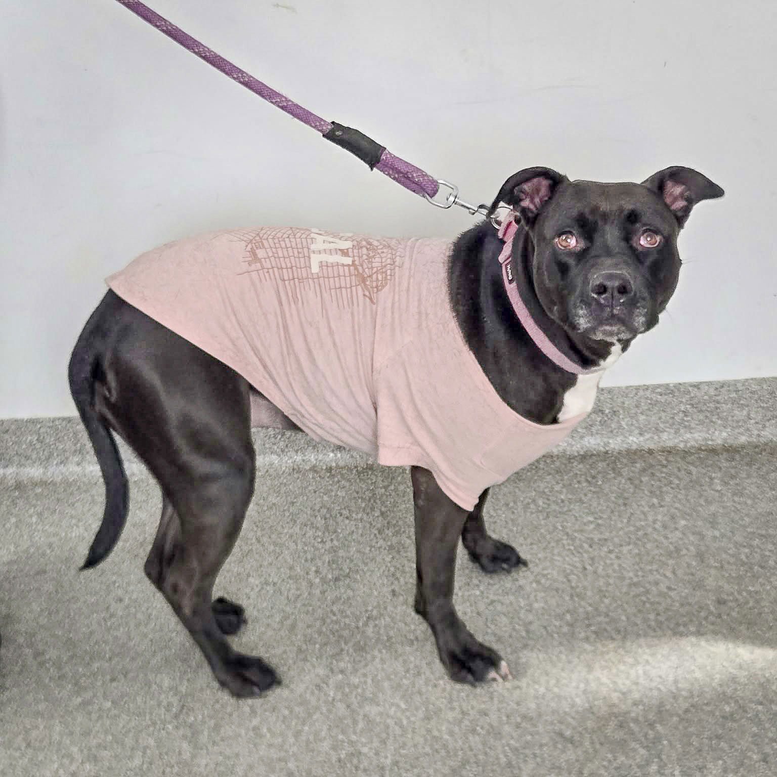 CARDI - American Staffordshire Terrier / American Bulldog available for adoption