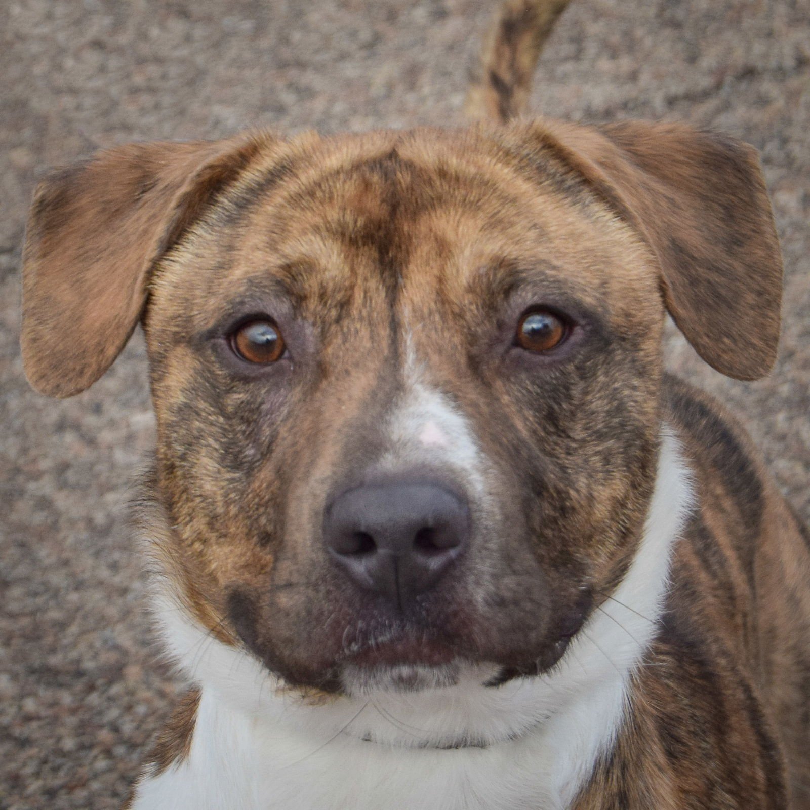 SPRINGER - American Staffordshire Terrier / Boxer available for adoption