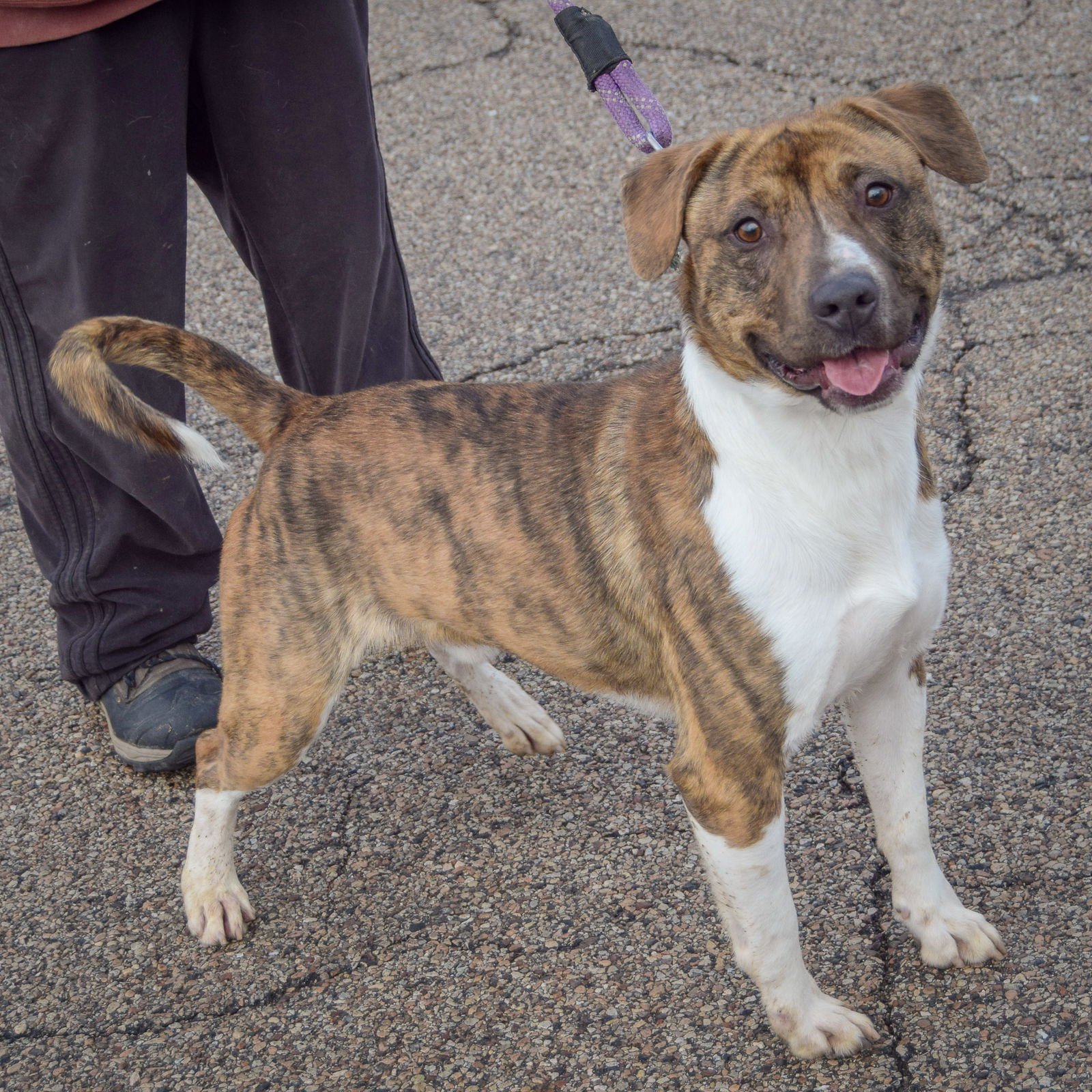 SPRINGER - American Staffordshire Terrier / Boxer available for adoption