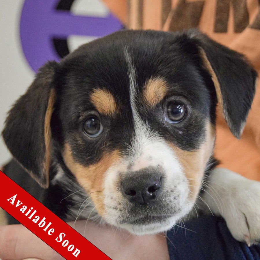 EMMY - Beagle / Basset Hound available for adoption