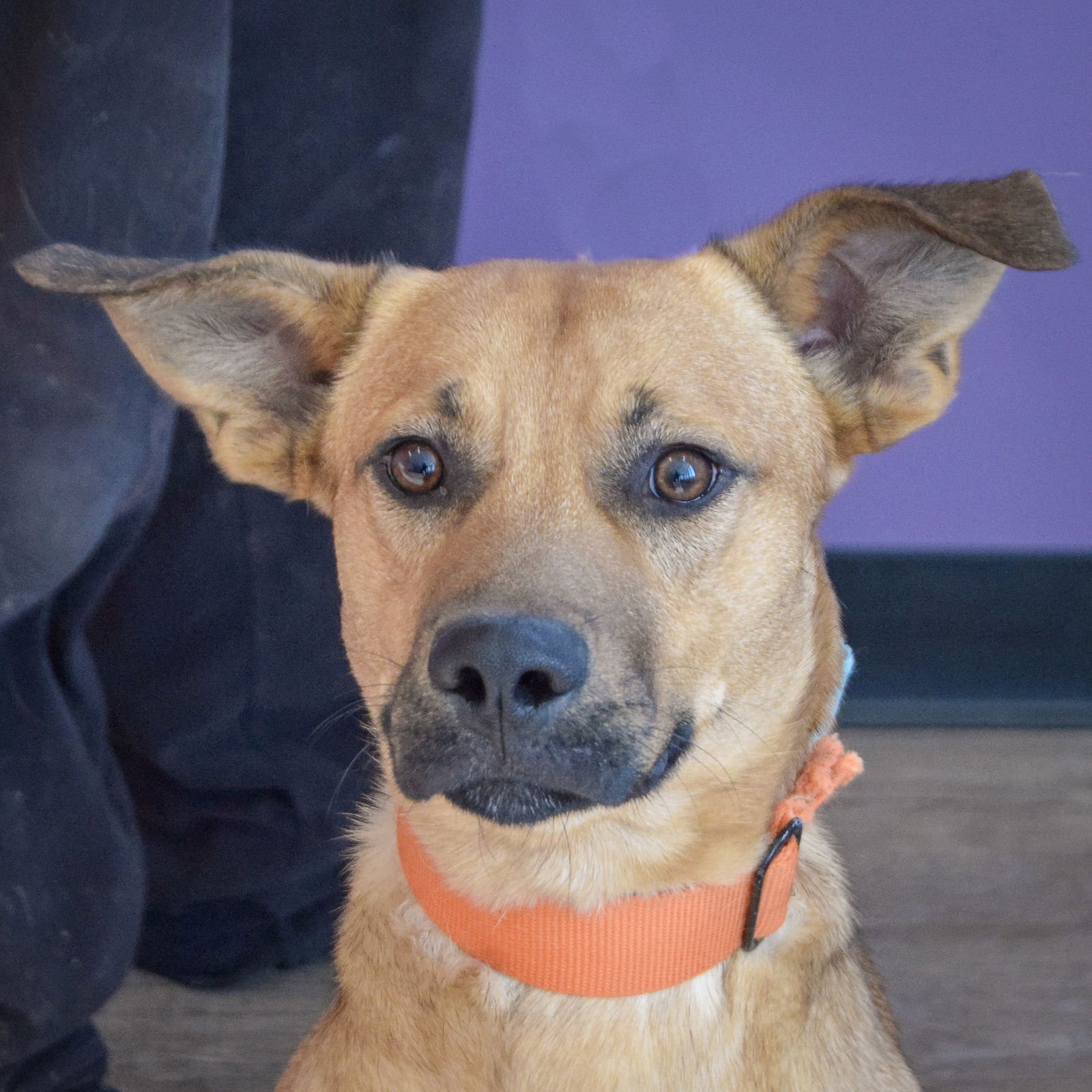 MOOSE - German Shepherd Dog / Yellow Labrador Retriever available for adoption