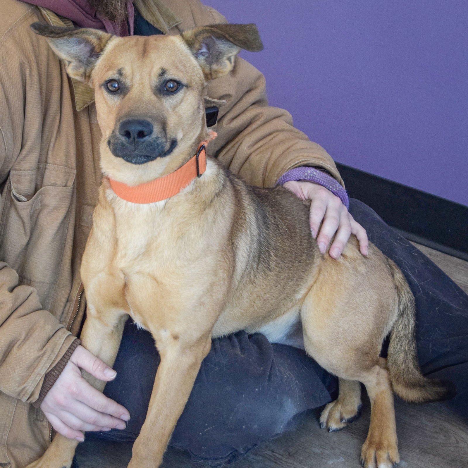 MOOSE - German Shepherd Dog / Yellow Labrador Retriever available for adoption