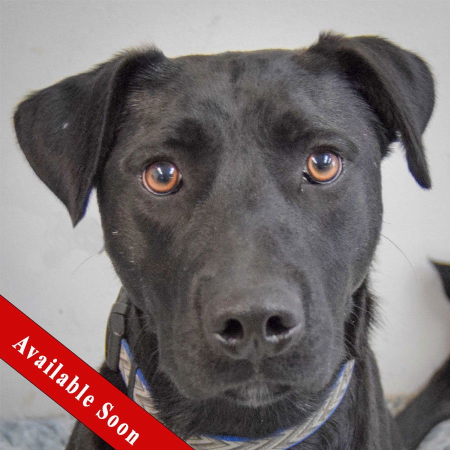 CHANCE - Black Labrador Retriever available for adoption