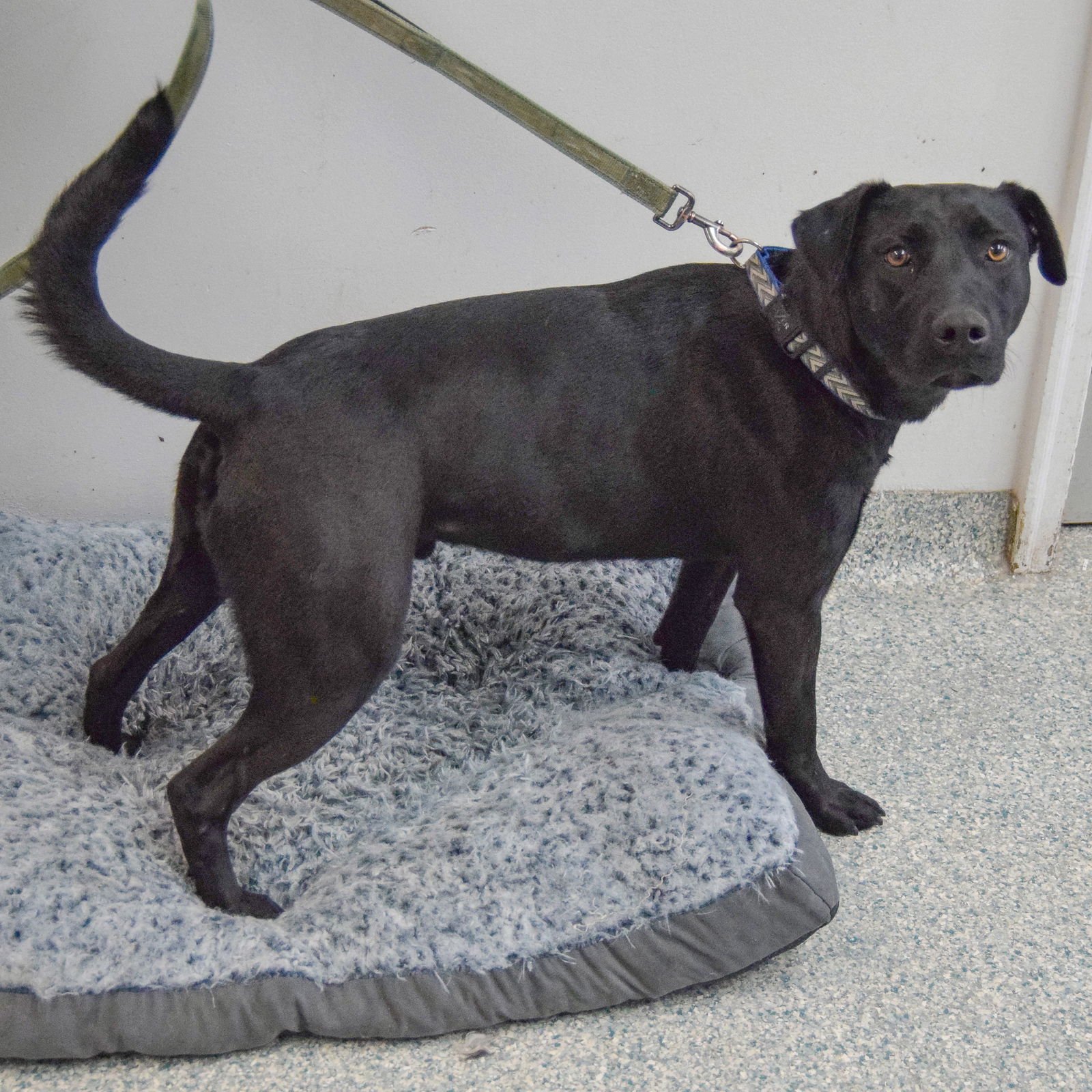 CHANCE - Black Labrador Retriever available for adoption