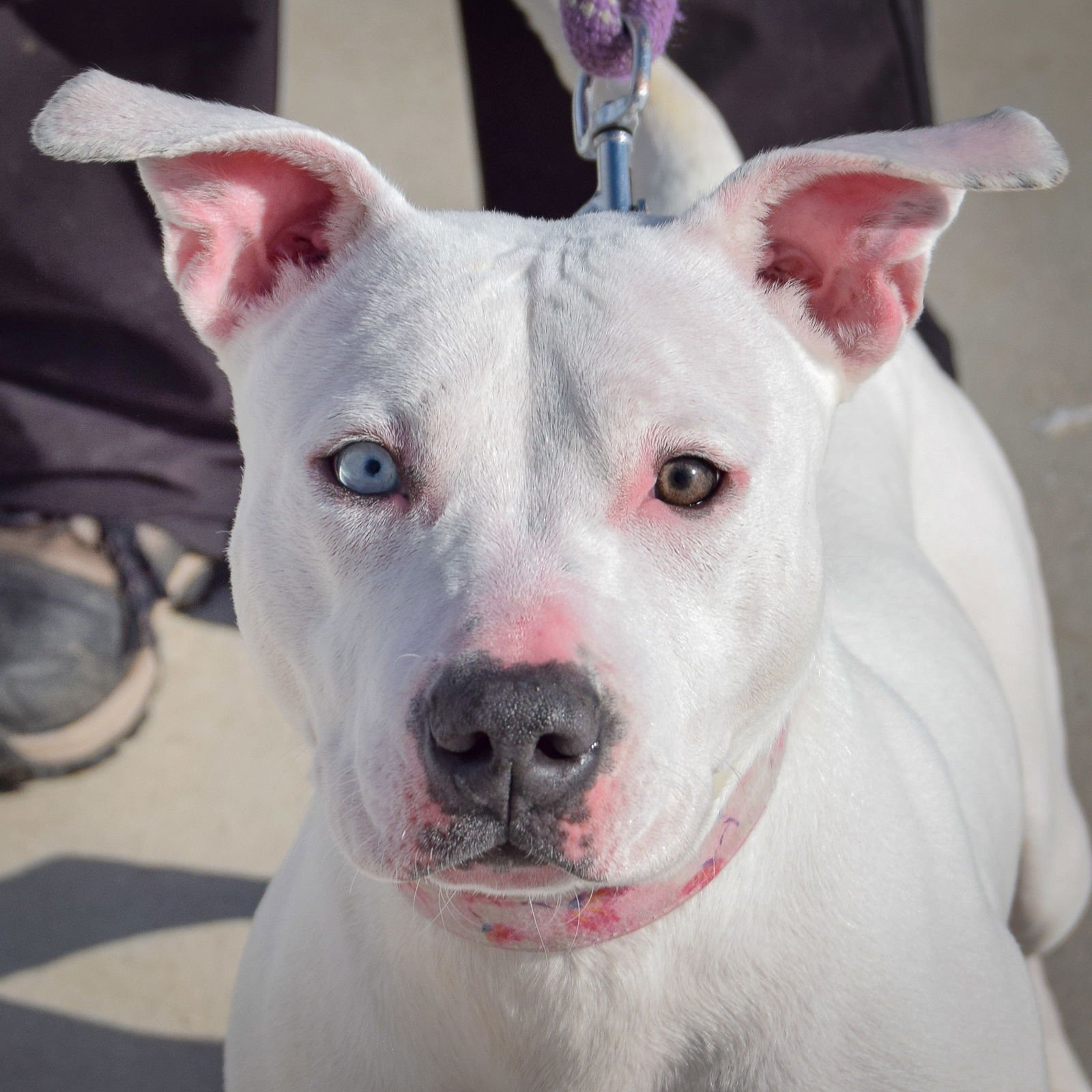 CALLISTA - American Staffordshire Terrier / American Bulldog available for adoption