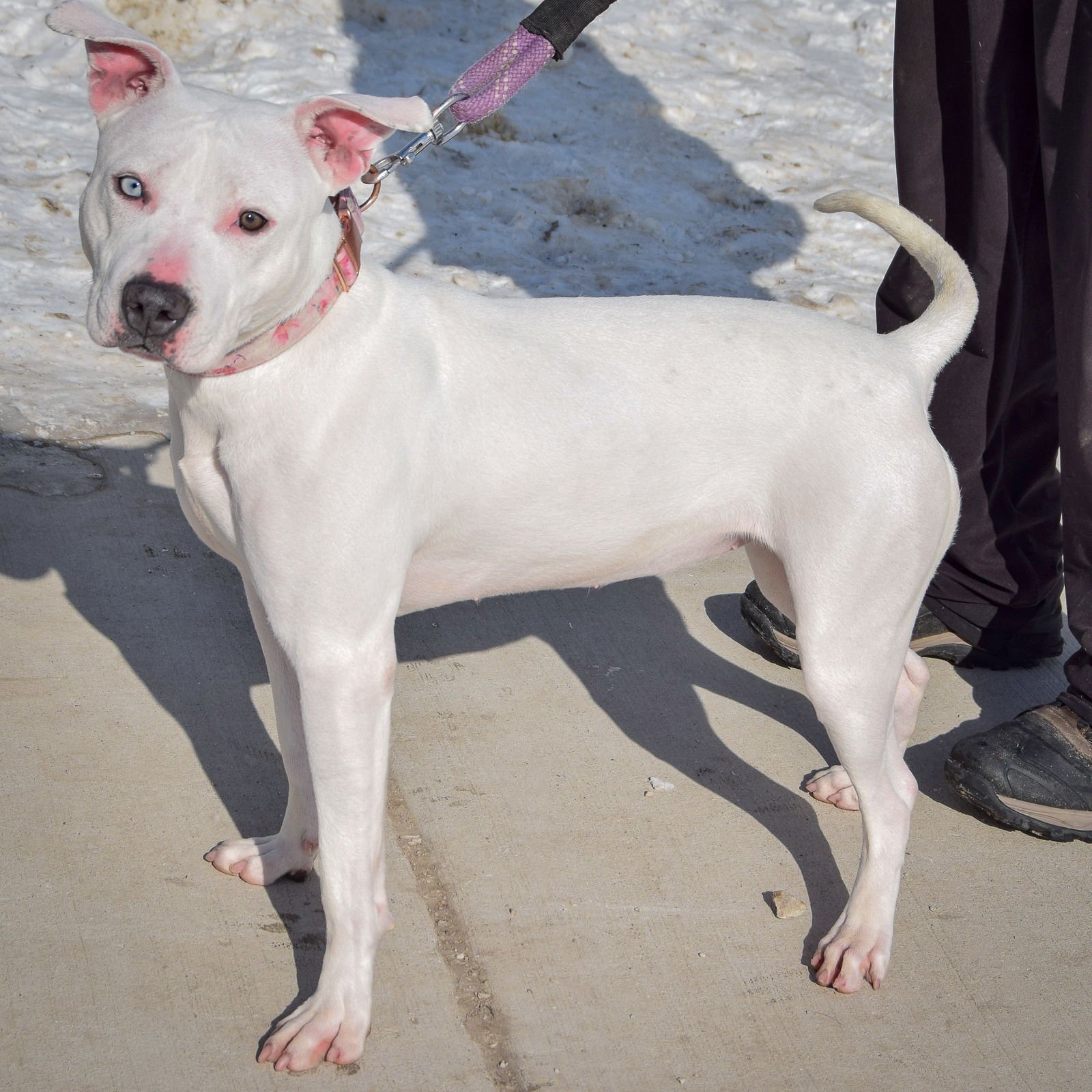 CALLISTA - American Staffordshire Terrier / American Bulldog available for adoption