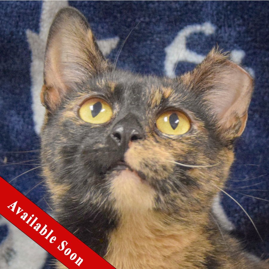 HAZEL - Tortoiseshell / Domestic Short Hair available for adoption
