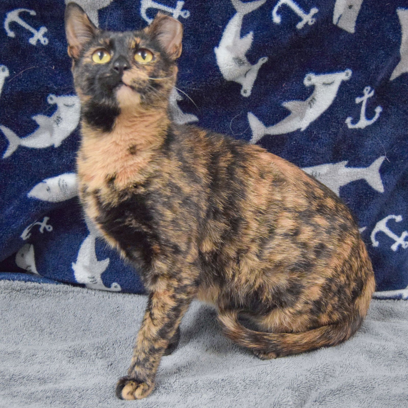 HAZEL - Tortoiseshell / Domestic Short Hair available for adoption