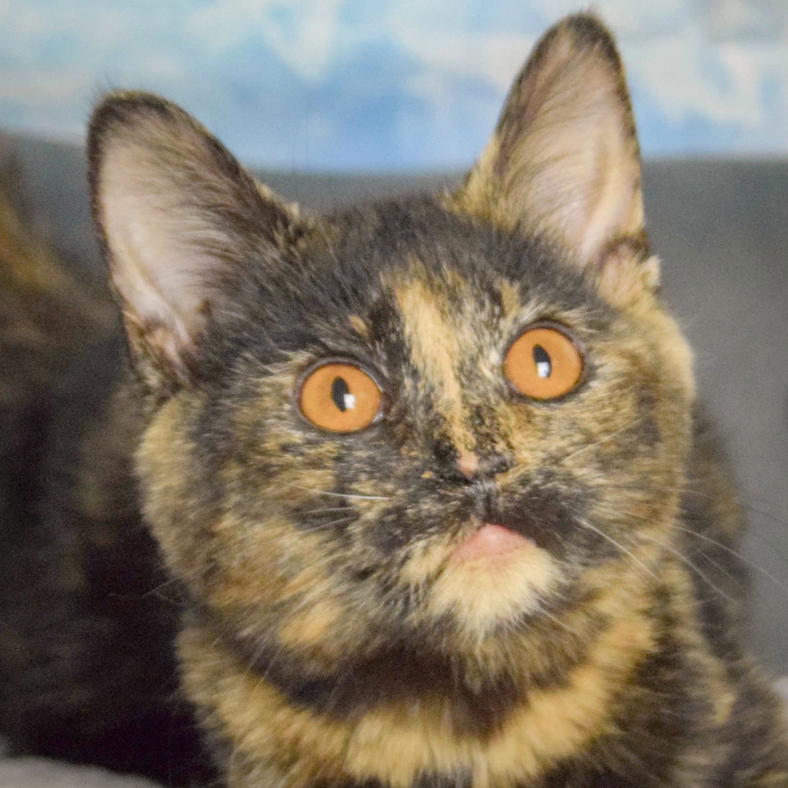 WINNIE - Tortoiseshell / Domestic Short Hair available for adoption