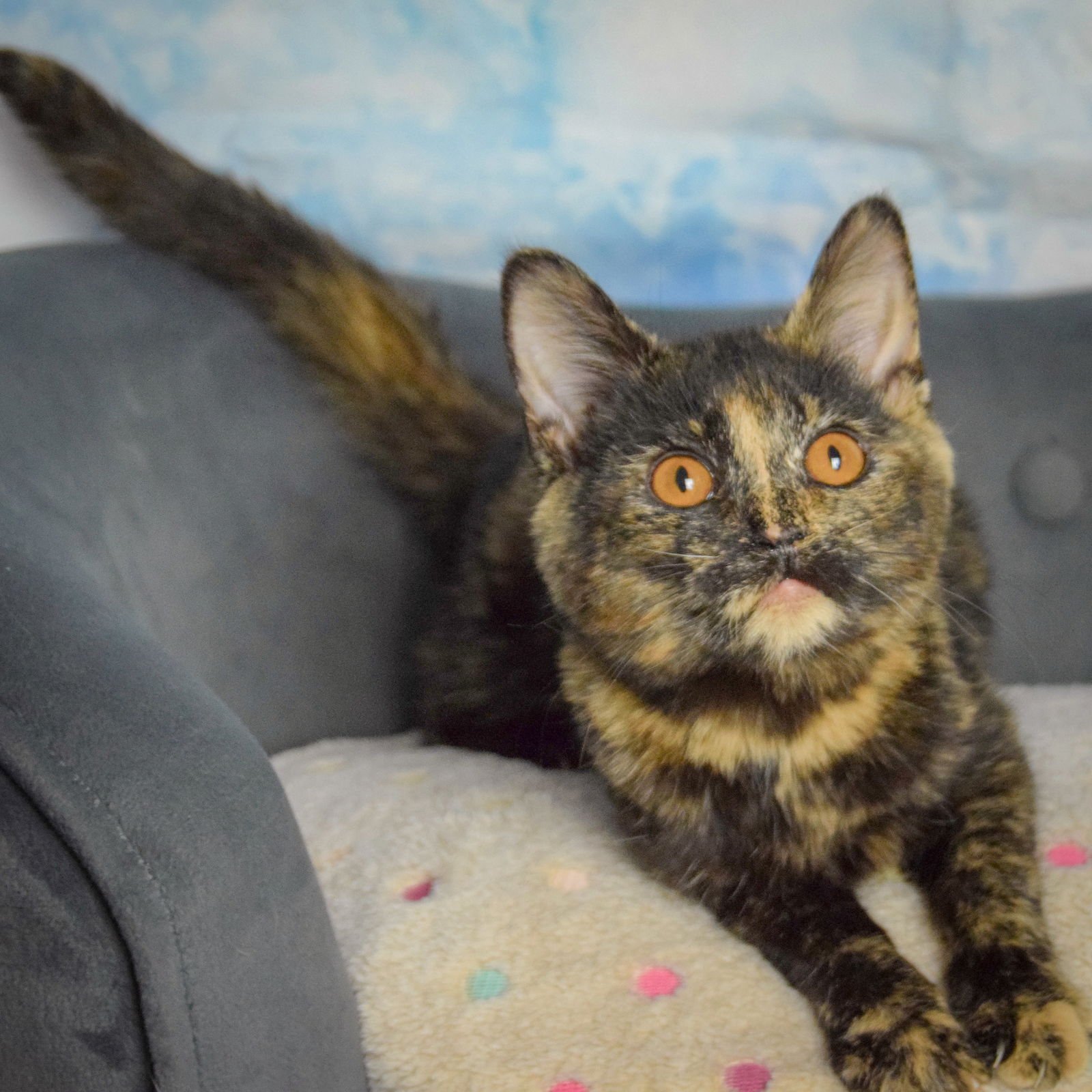 WINNIE - Tortoiseshell / Domestic Short Hair available for adoption