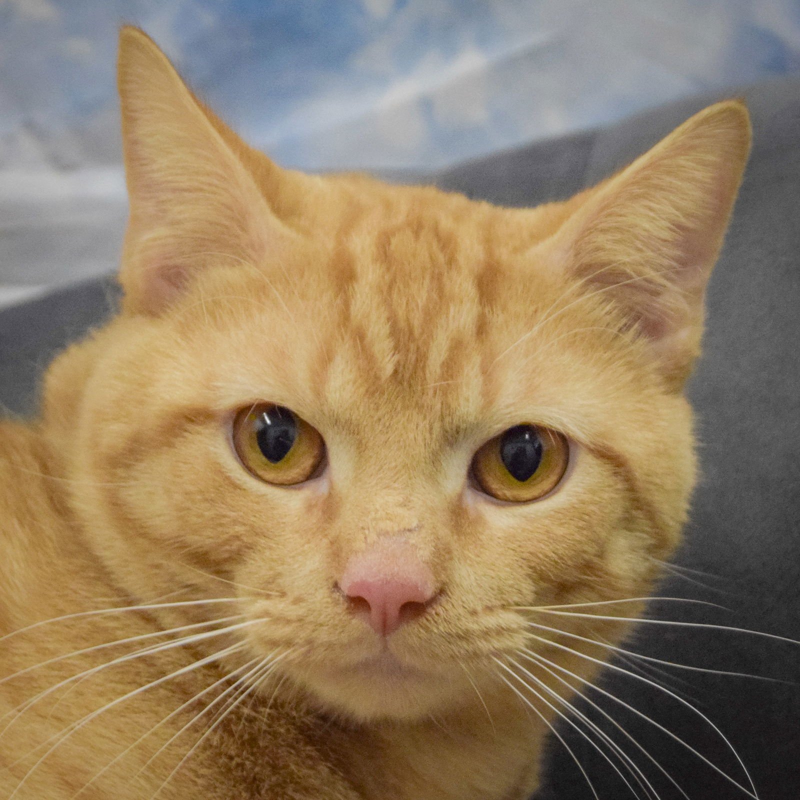 TOMMY - Tabby / Domestic Short Hair available for adoption