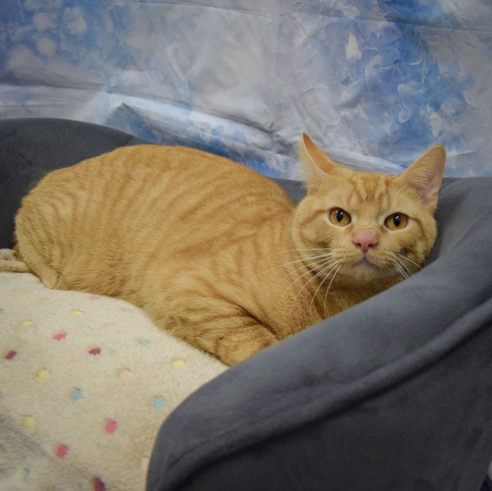 TOMMY - Tabby / Domestic Short Hair available for adoption
