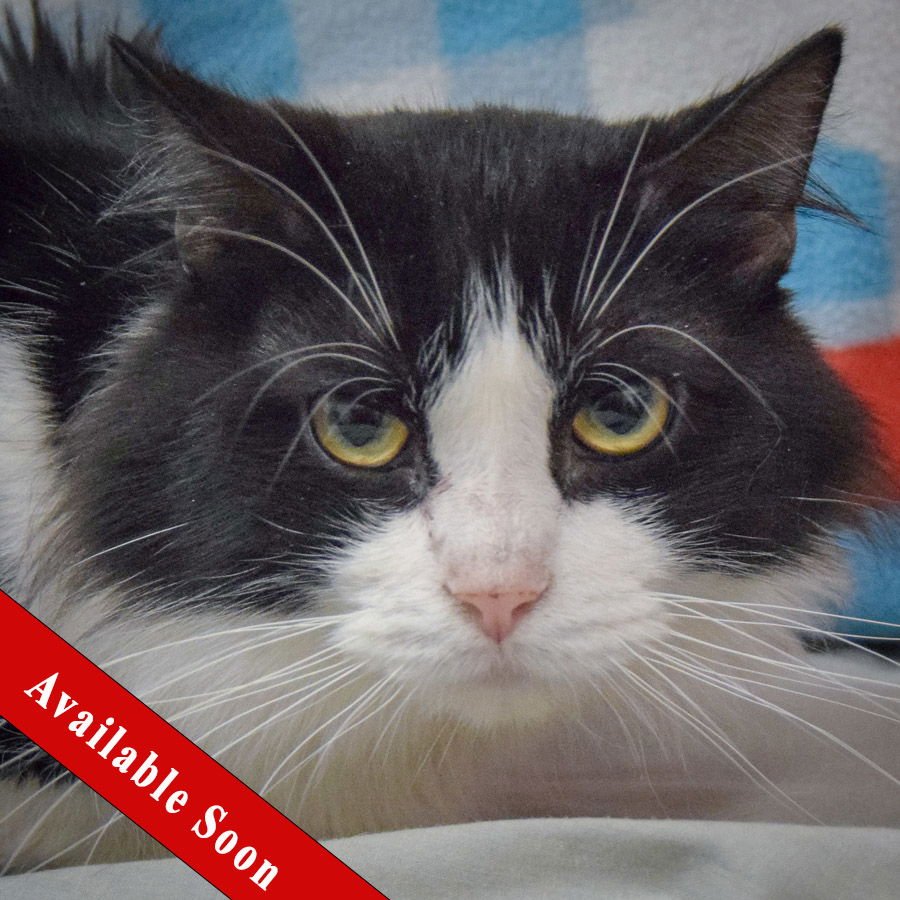 MAX - Tuxedo / Domestic Medium Hair available for adoption