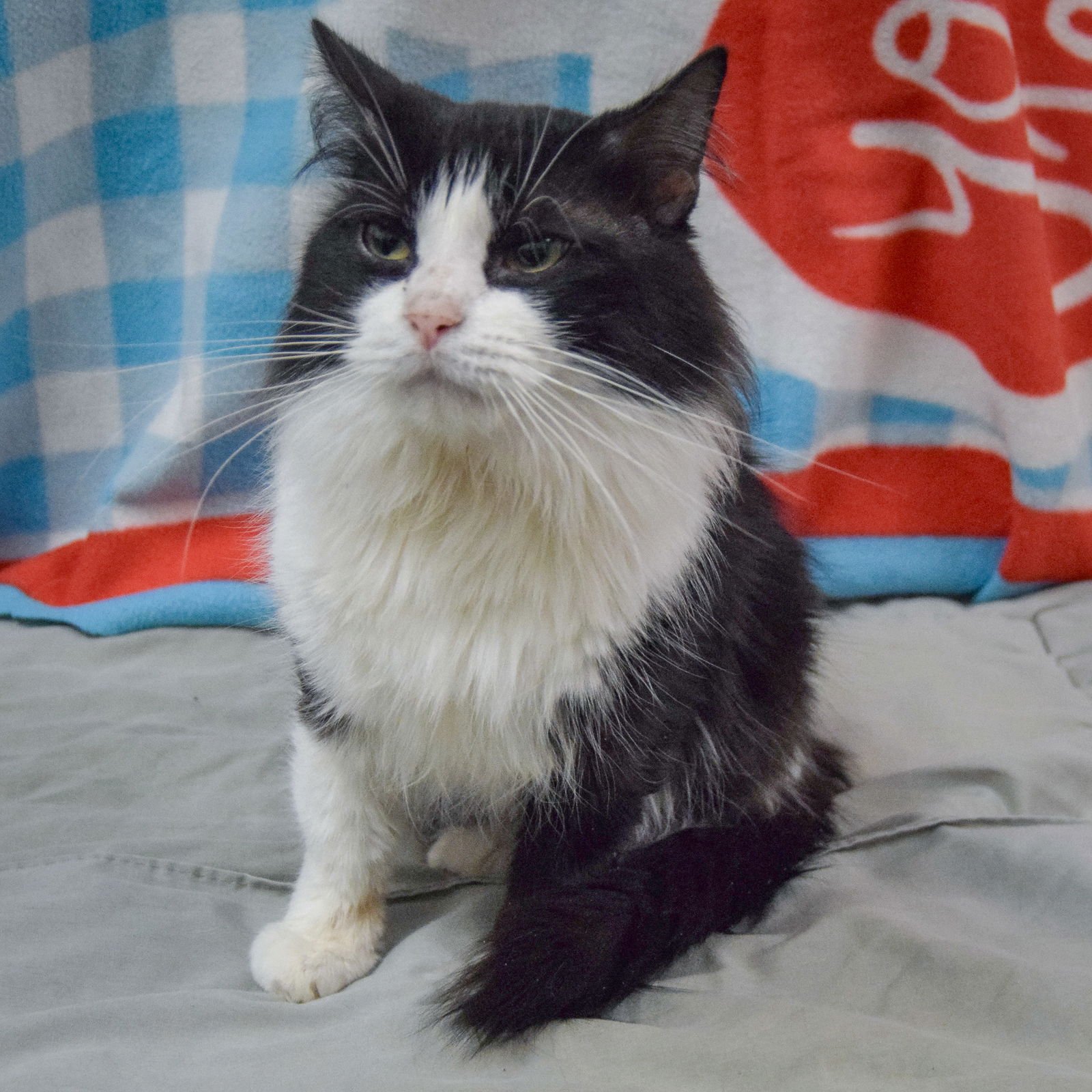 MAX - Tuxedo / Domestic Medium Hair available for adoption