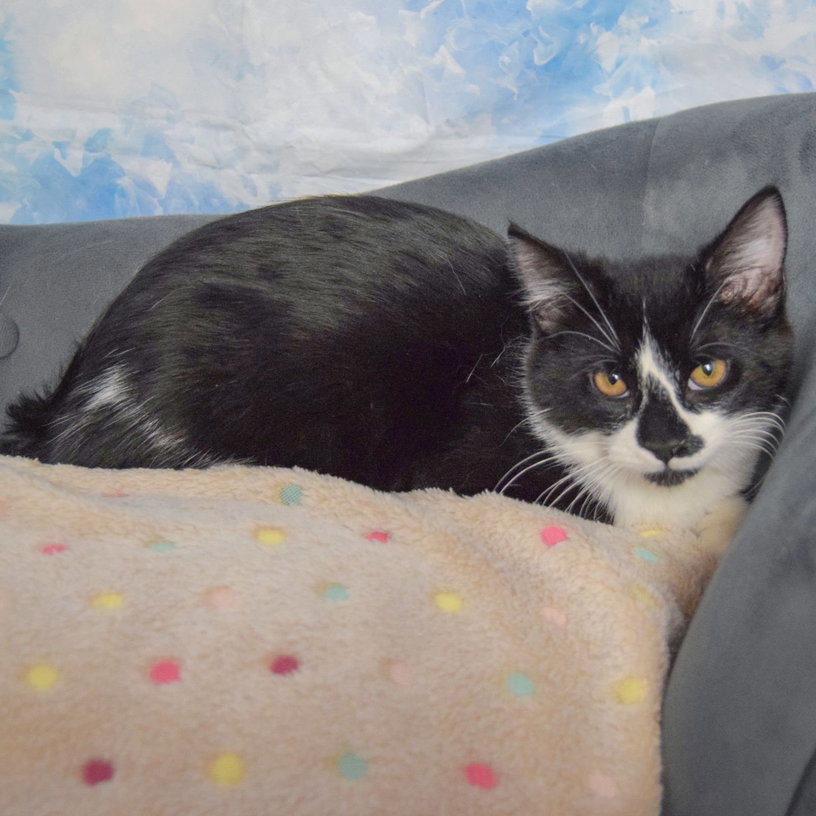 SCOTT - Tuxedo / Domestic Short Hair available for adoption