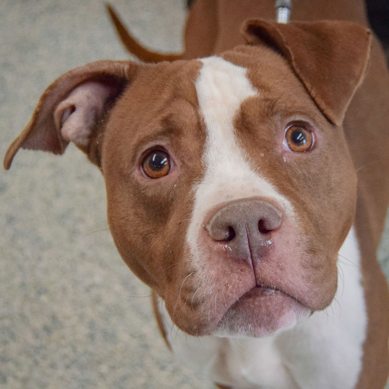 PALOMA - American Staffordshire Terrier / Boxer available for adoption