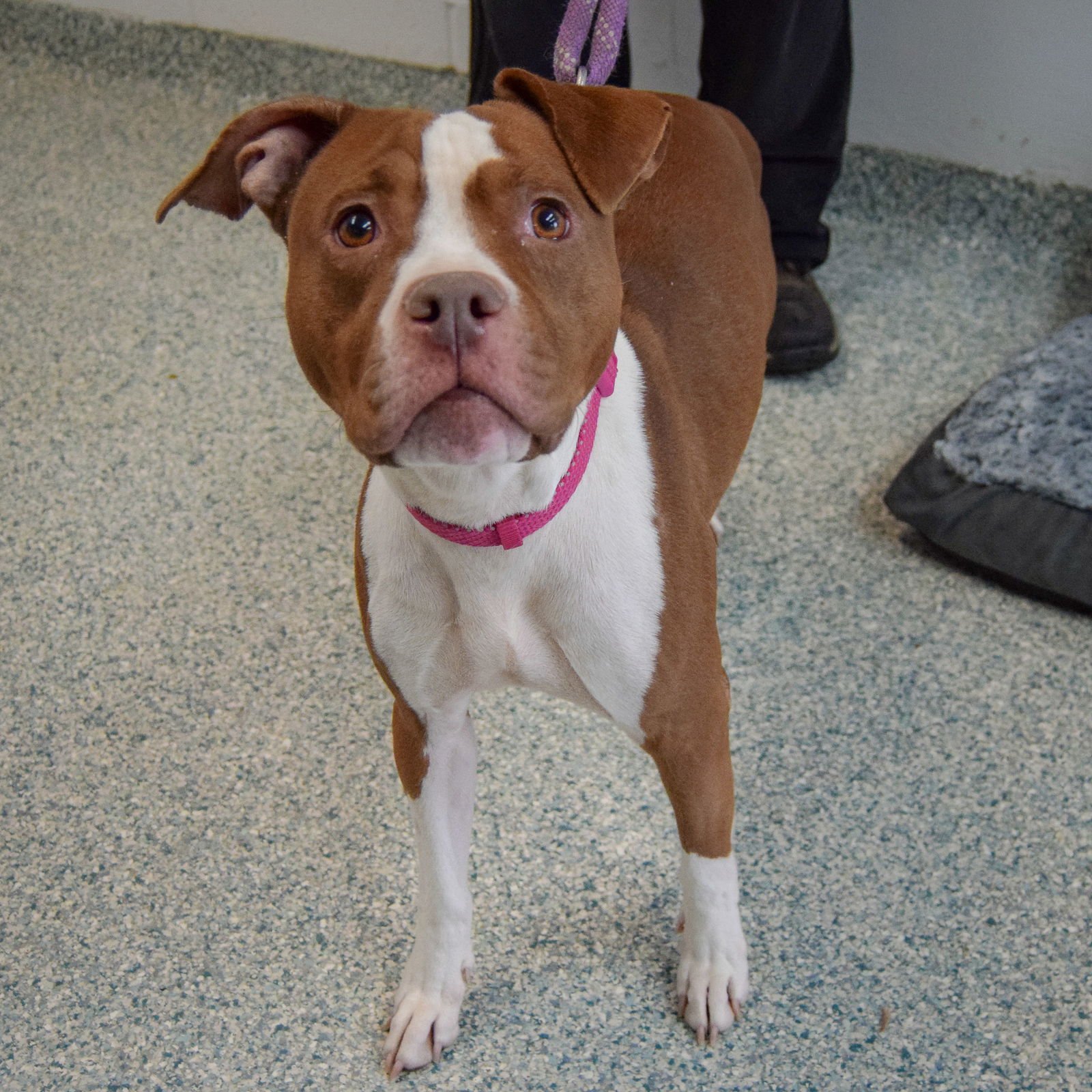 PALOMA - American Staffordshire Terrier / Boxer available for adoption