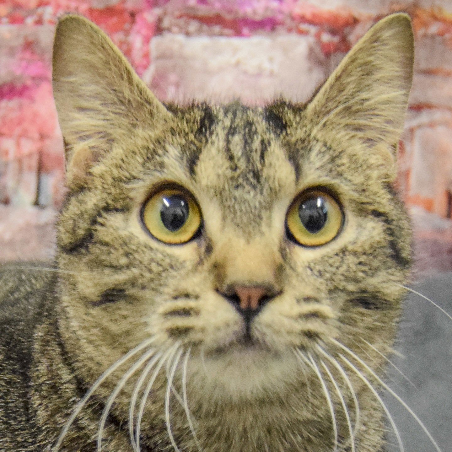 CHAOS - Tabby / Domestic Short Hair available for adoption