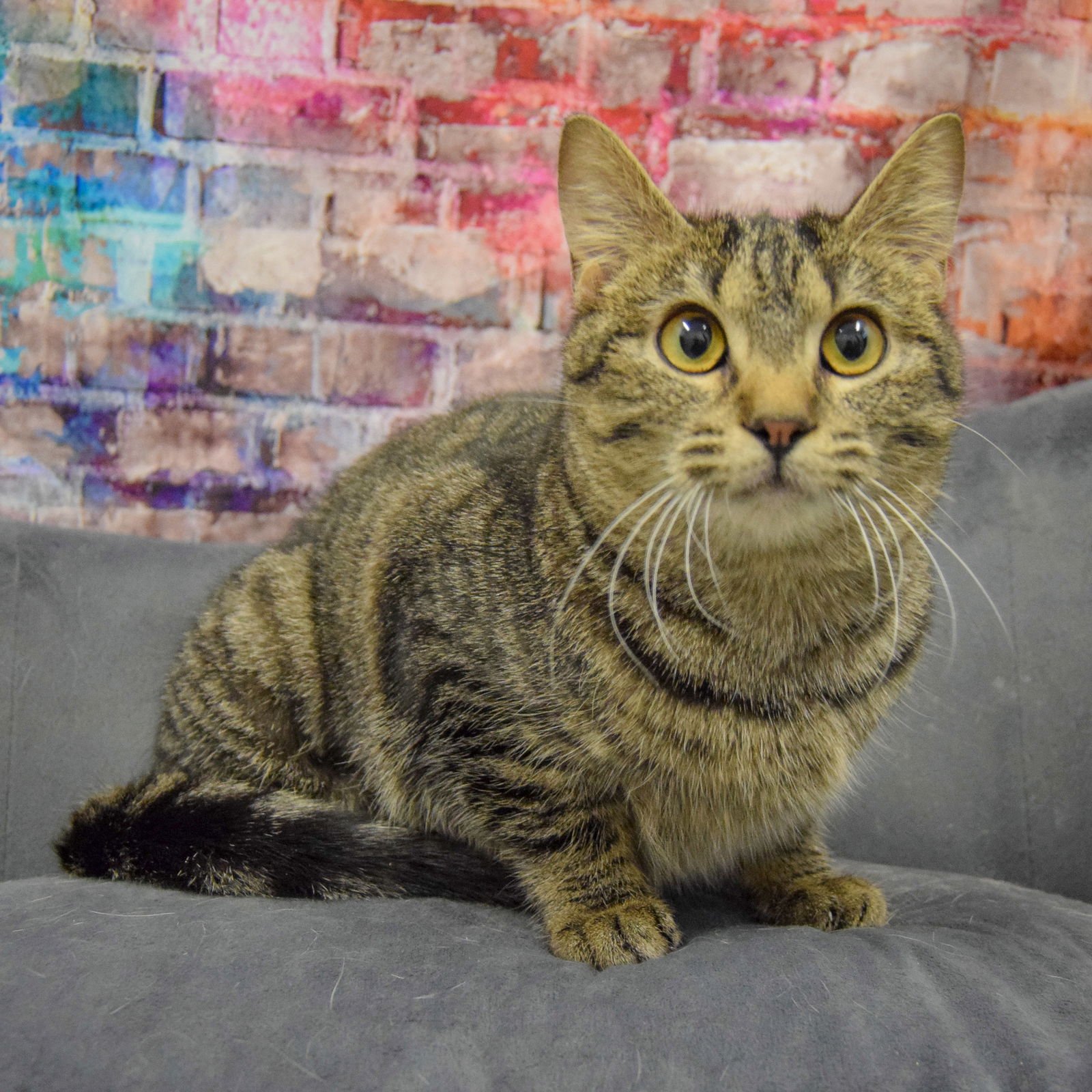 CHAOS - Tabby / Domestic Short Hair available for adoption