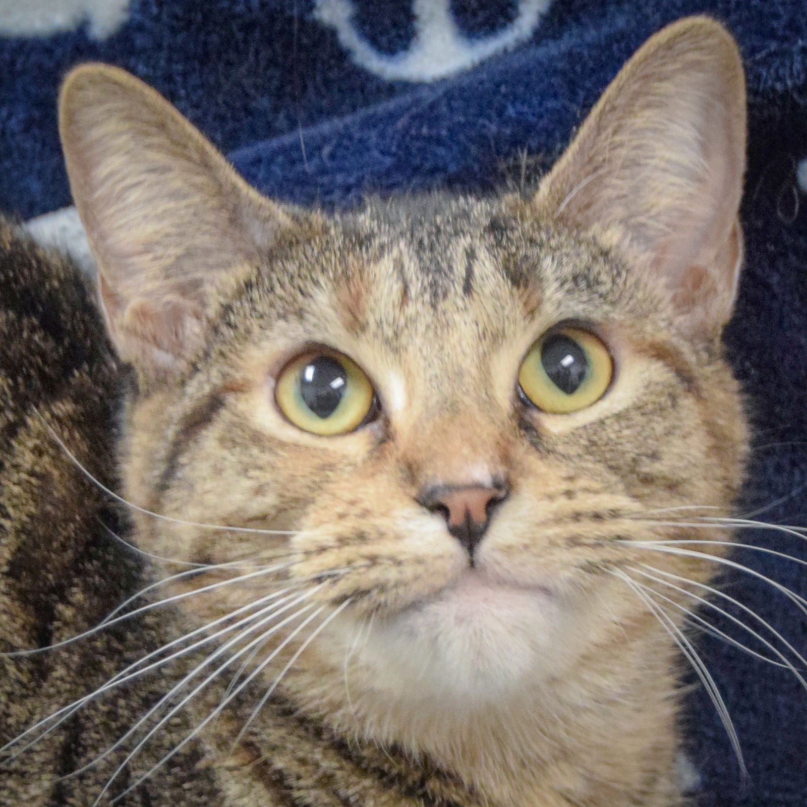 LUNA - Torbie / Domestic Short Hair available for adoption