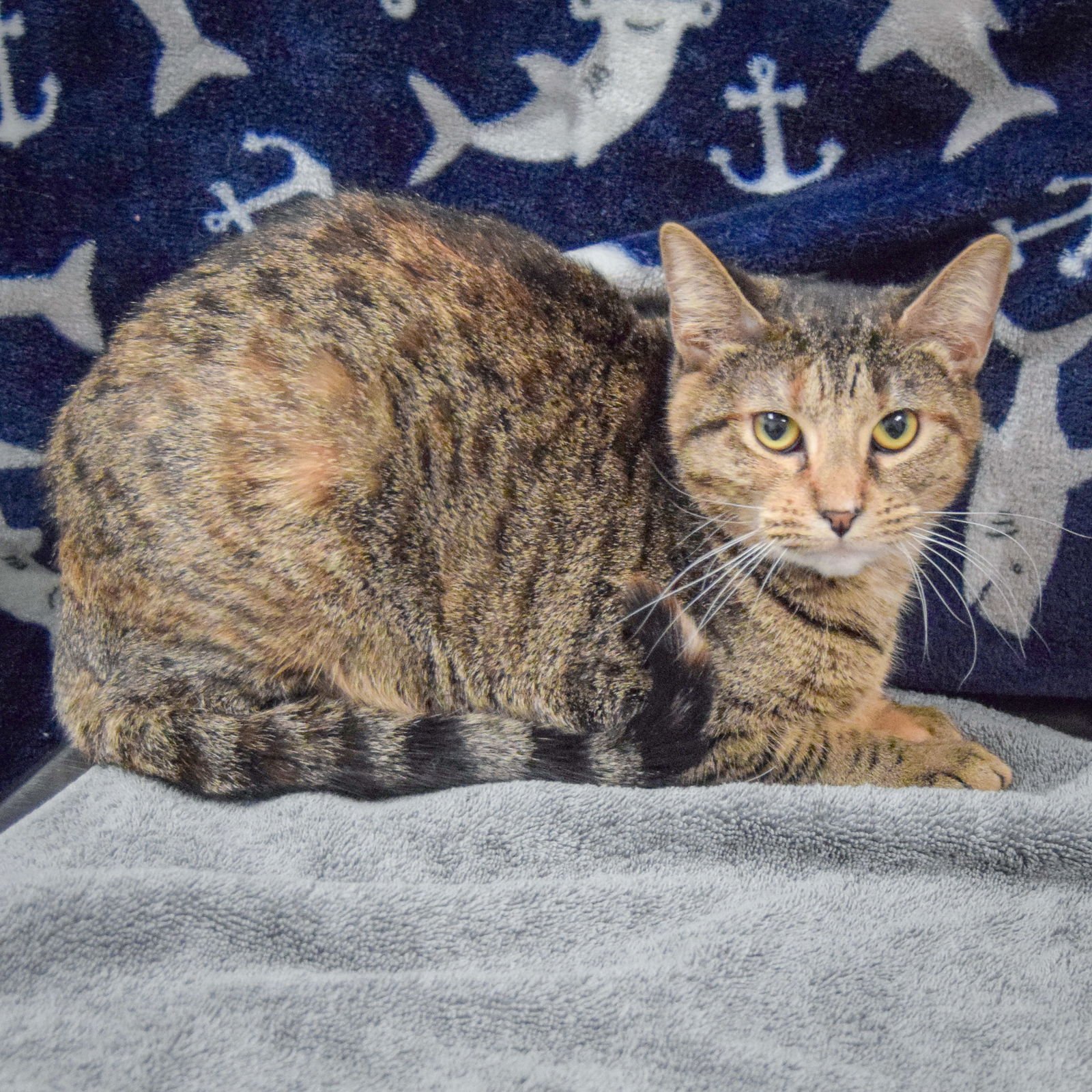 LUNA - Torbie / Domestic Short Hair available for adoption
