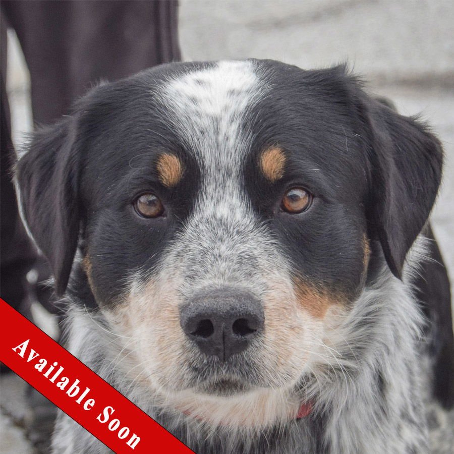 BENJAMIN - Australian Cattle Dog/Blue Heeler / Labrador Retriever available for adoption