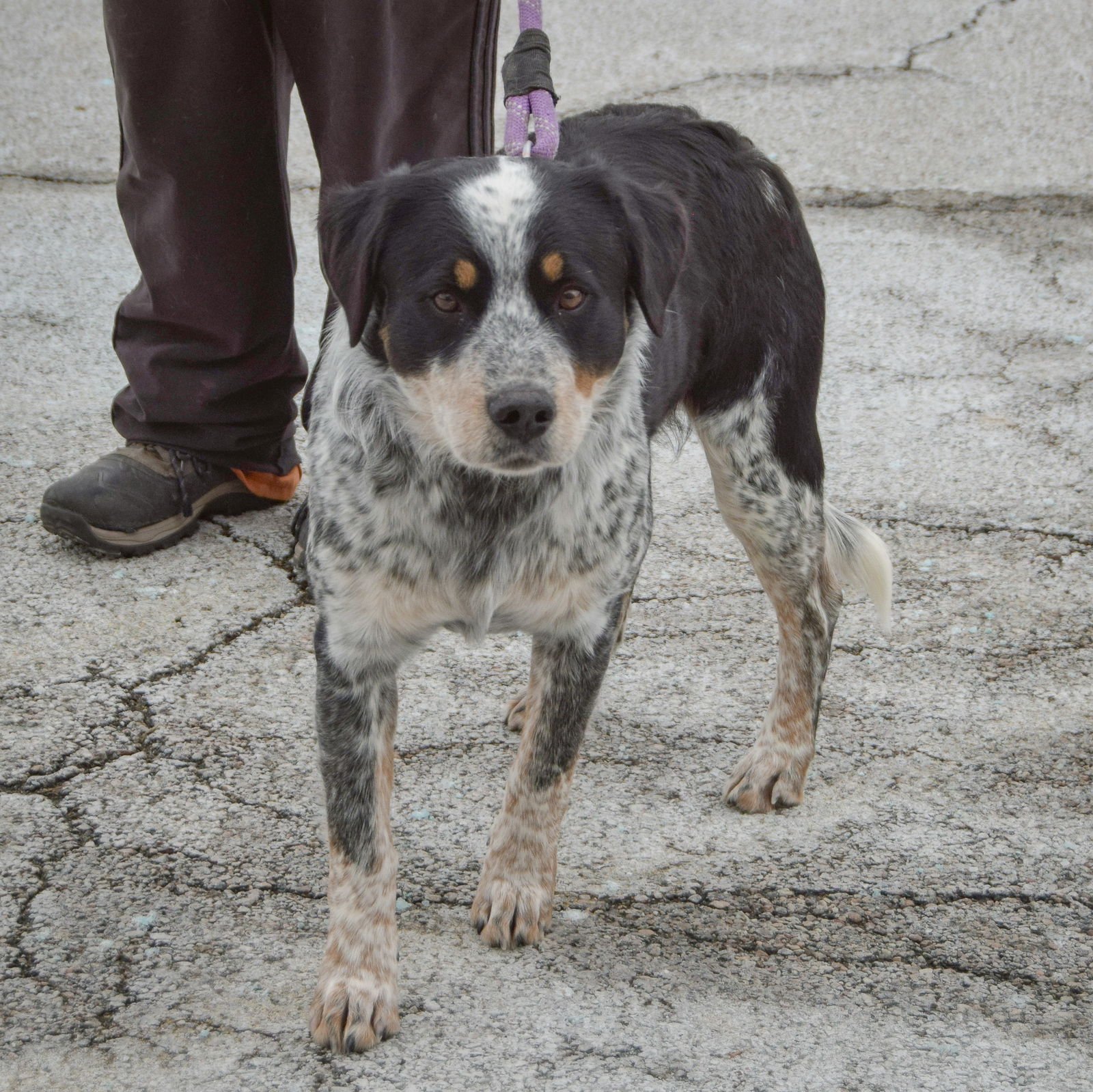 BENJAMIN - Australian Cattle Dog/Blue Heeler / Labrador Retriever available for adoption