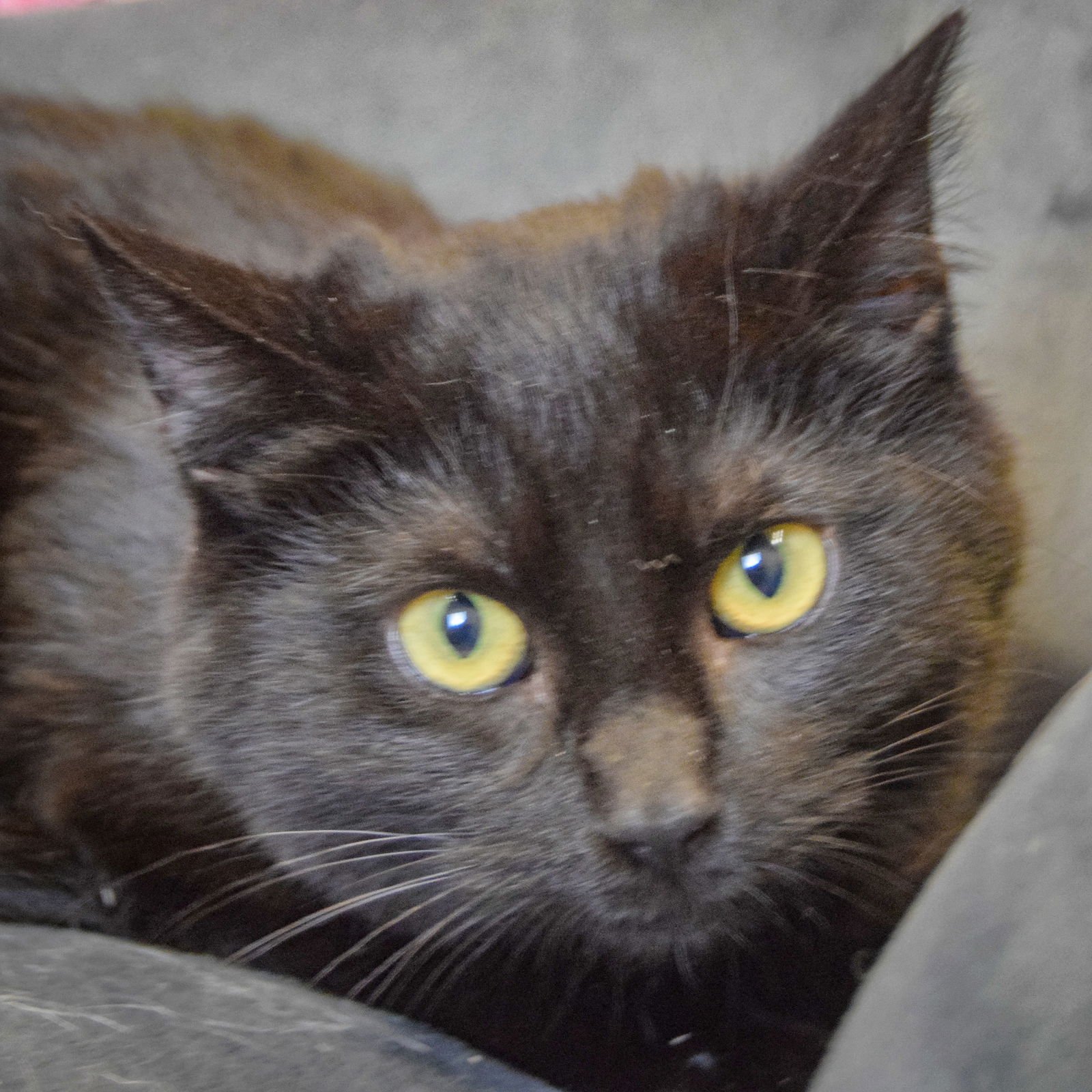 NOIR - Bombay / Domestic Short Hair available for adoption