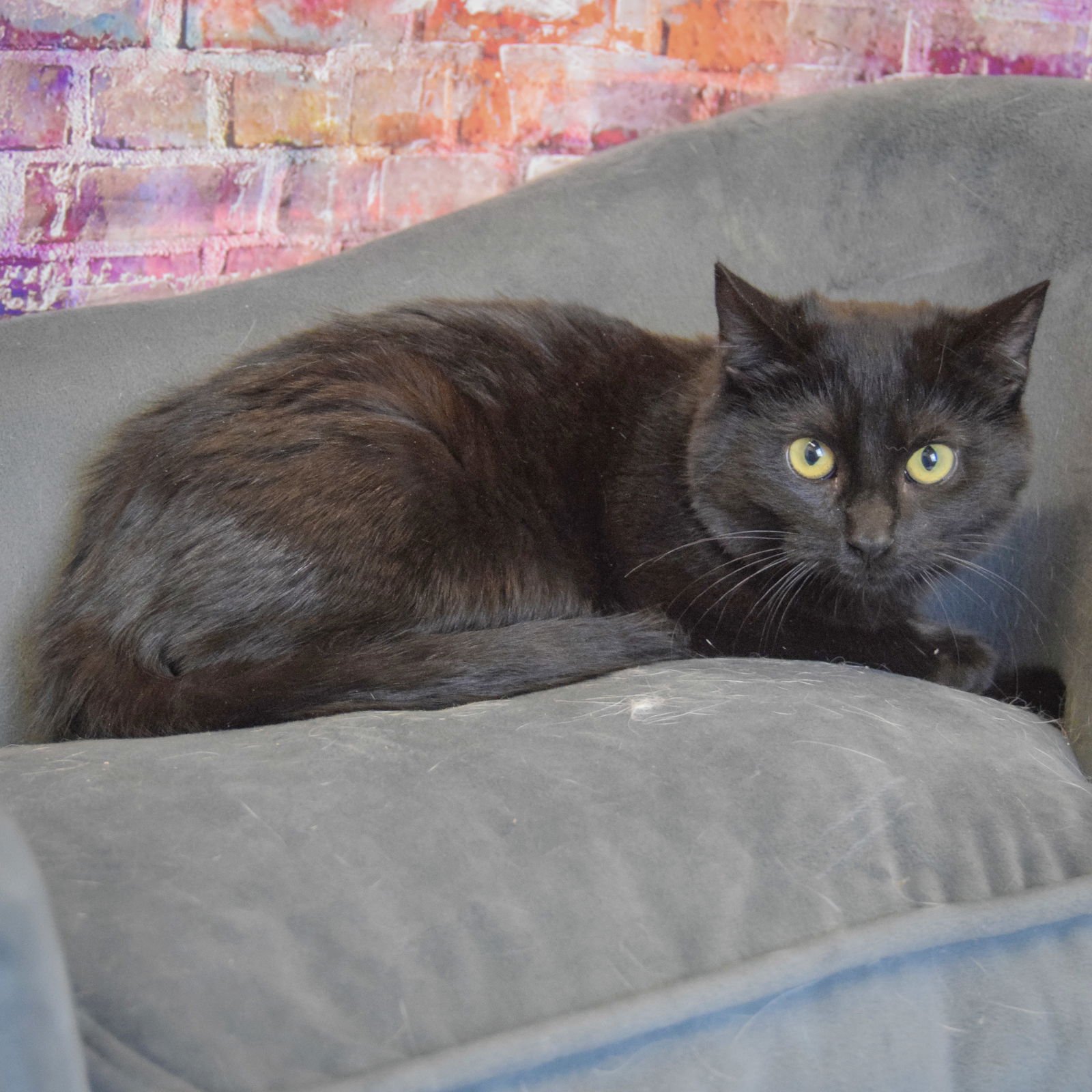 NOIR - Bombay / Domestic Short Hair available for adoption