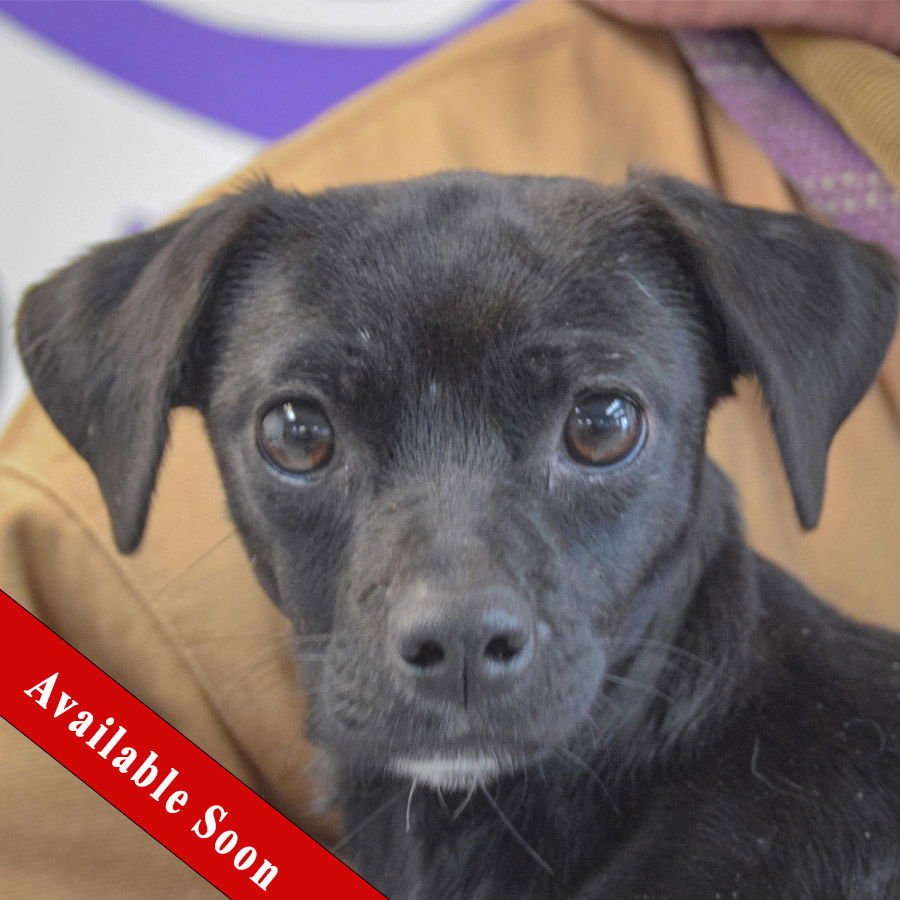 KITE - Chihuahua / Dachshund available for adoption