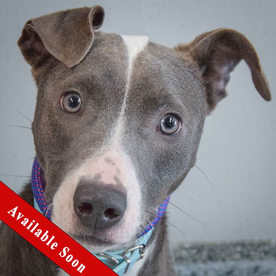 DASHER - American Staffordshire Terrier / Greyhound available for adoption