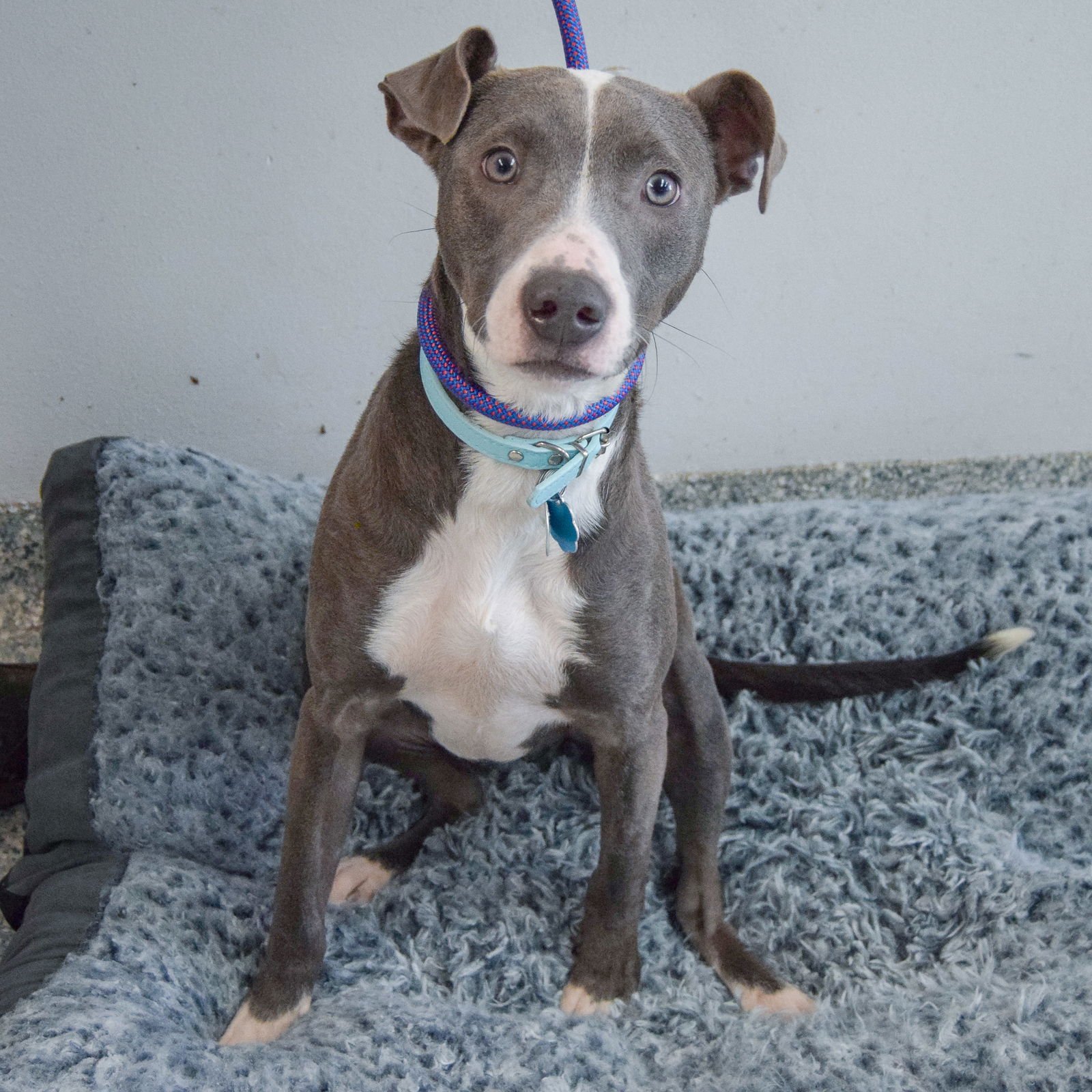 DASHER - American Staffordshire Terrier / Greyhound available for adoption