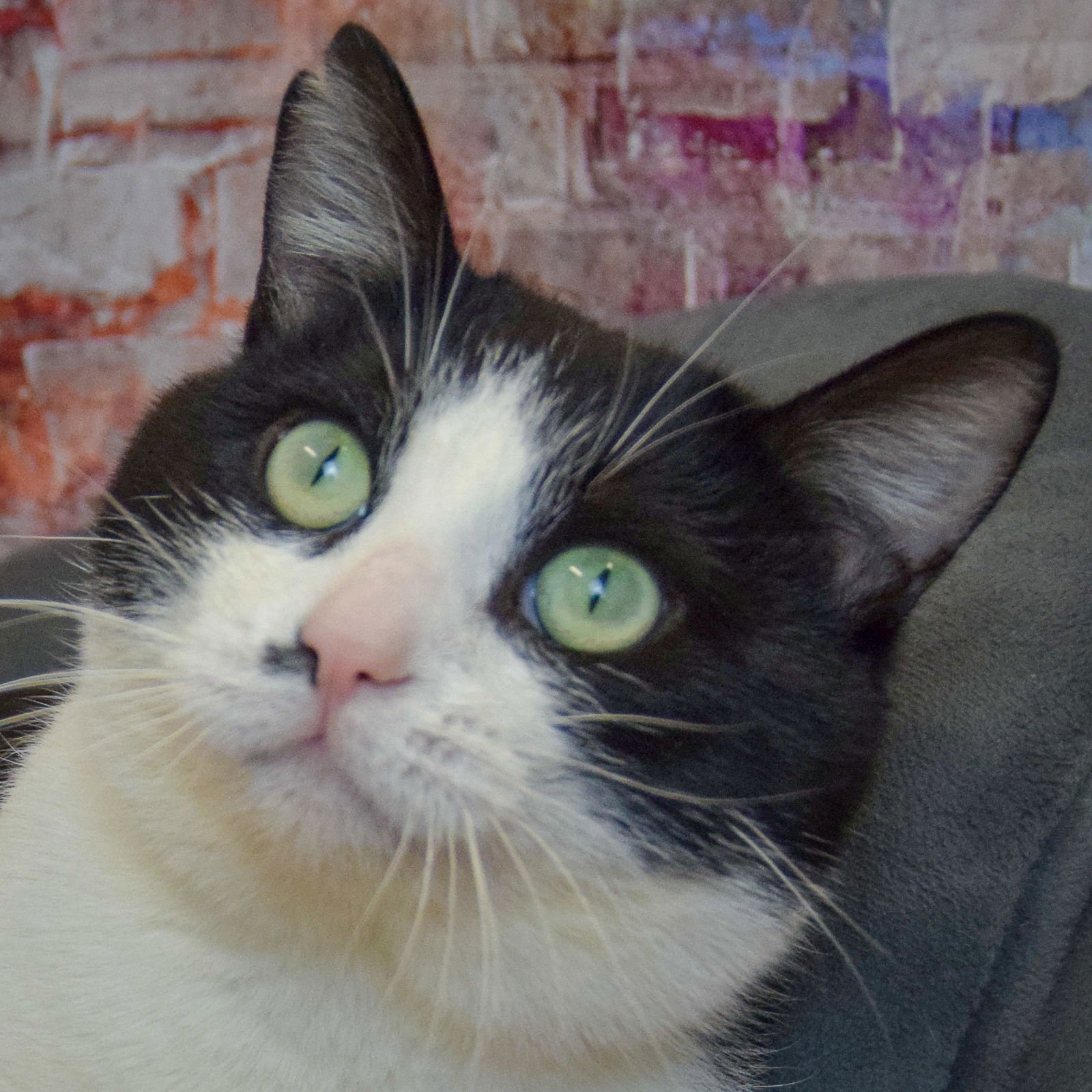 FIGARO - Tuxedo / Domestic Short Hair available for adoption