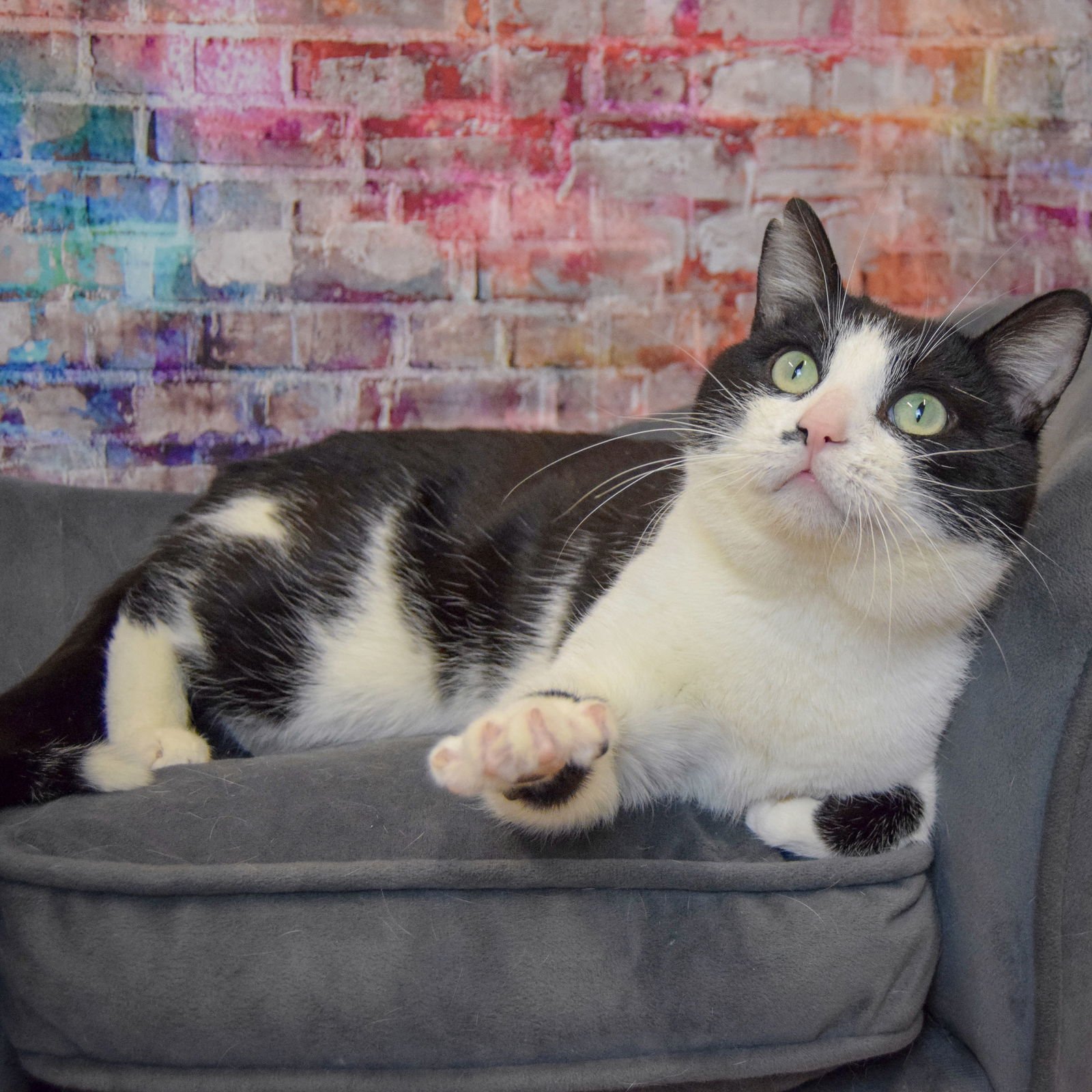 FIGARO - Tuxedo / Domestic Short Hair available for adoption