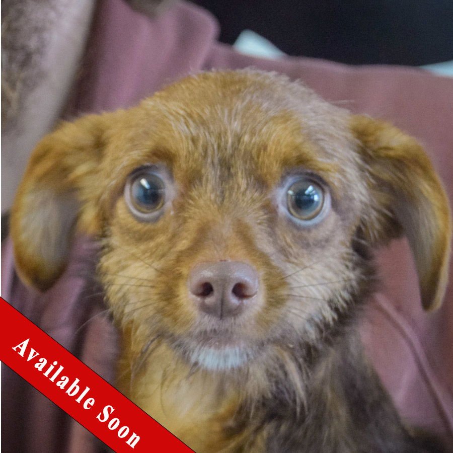 REX - Wirehaired Fox Terrier / Chihuahua available for adoption