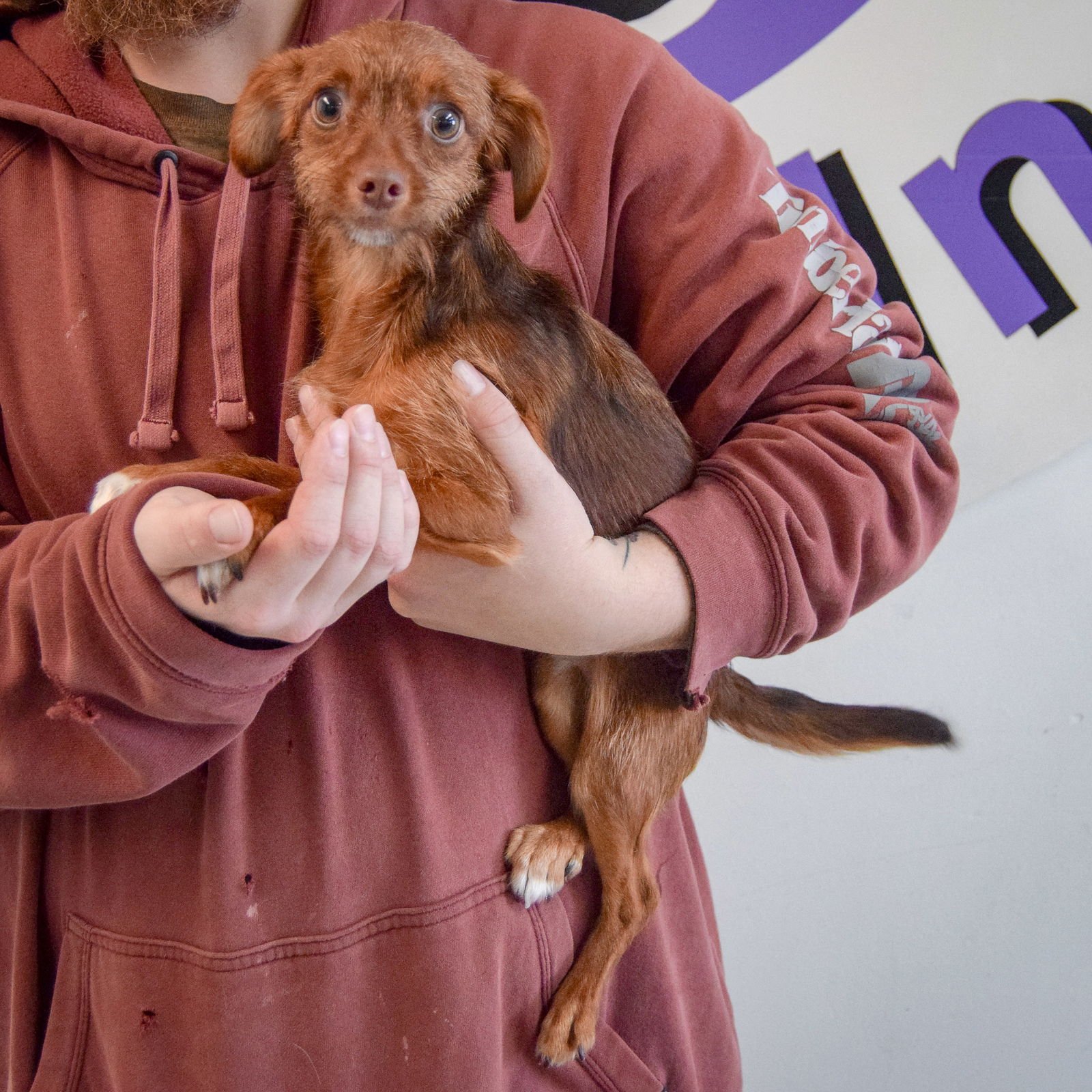 REX - Wirehaired Fox Terrier / Chihuahua available for adoption