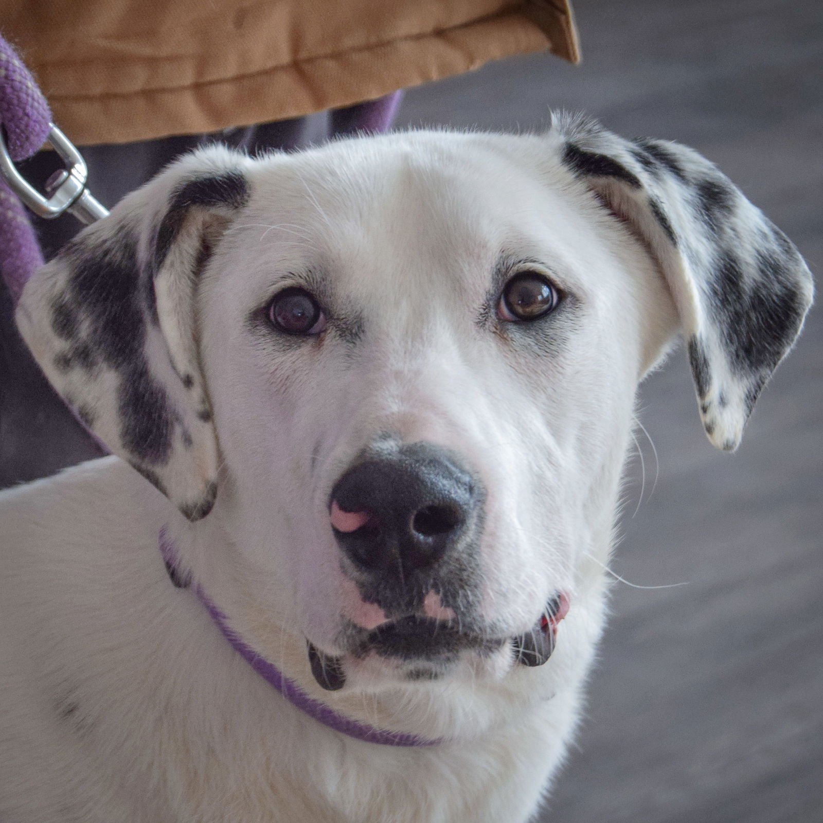 AUSSIE - Great Dane / Labrador Retriever available for adoption