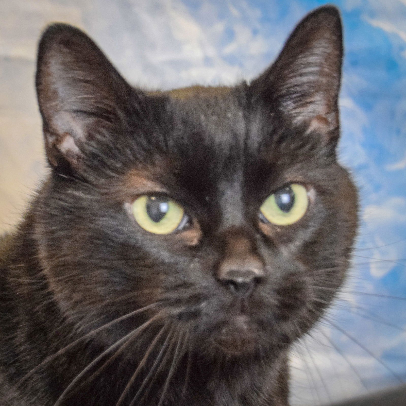 ROSIE - Bombay / Domestic Short Hair available for adoption