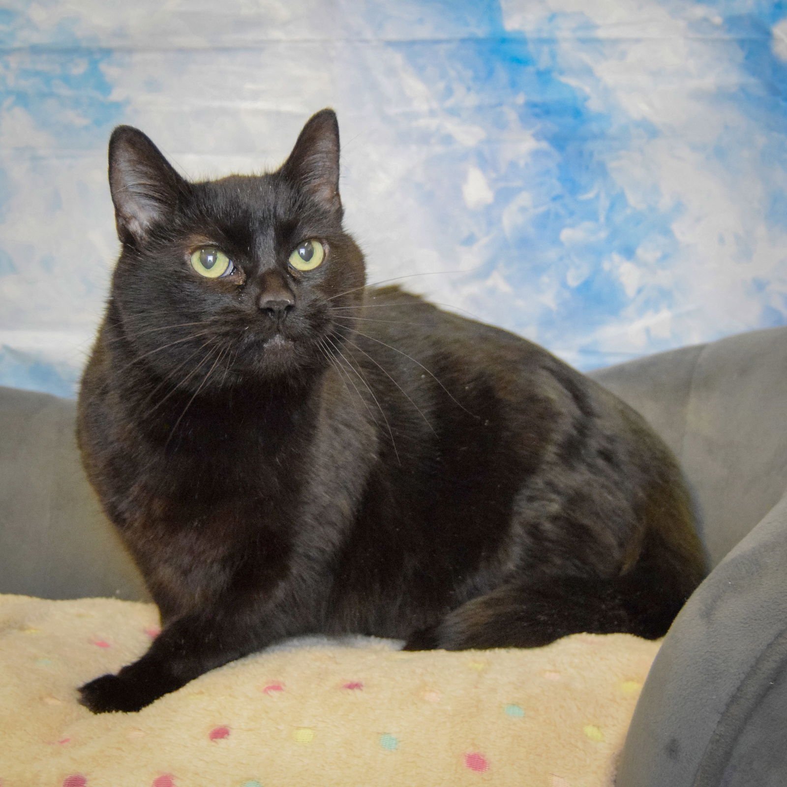 ROSIE - Bombay / Domestic Short Hair available for adoption