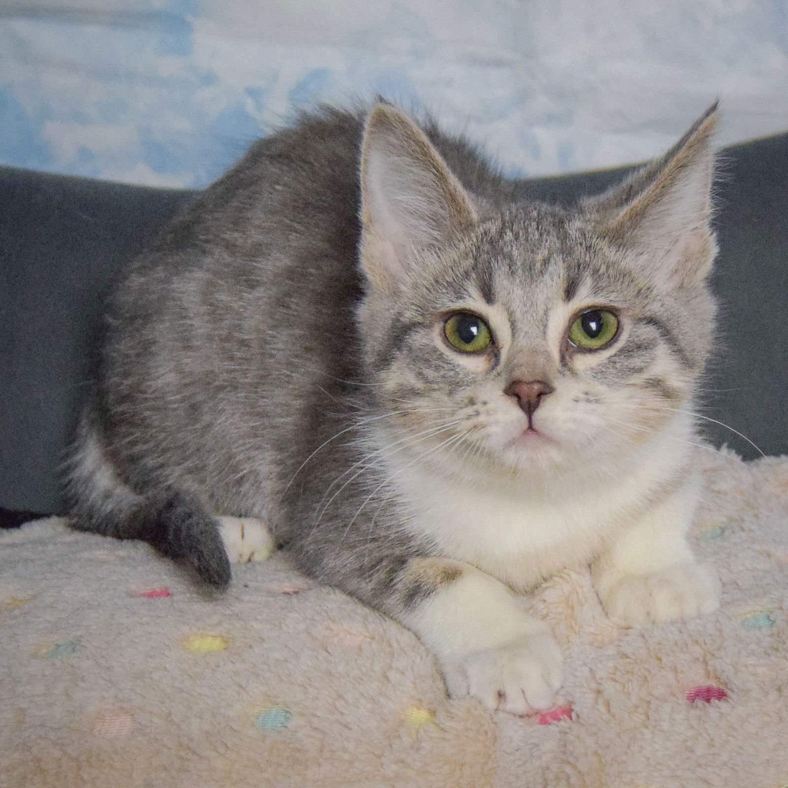 FLUFF - Tabby / Domestic Medium Hair available for adoption