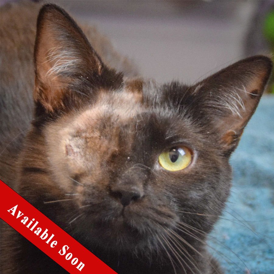 BABY GIRL - Bombay / Domestic Short Hair available for adoption