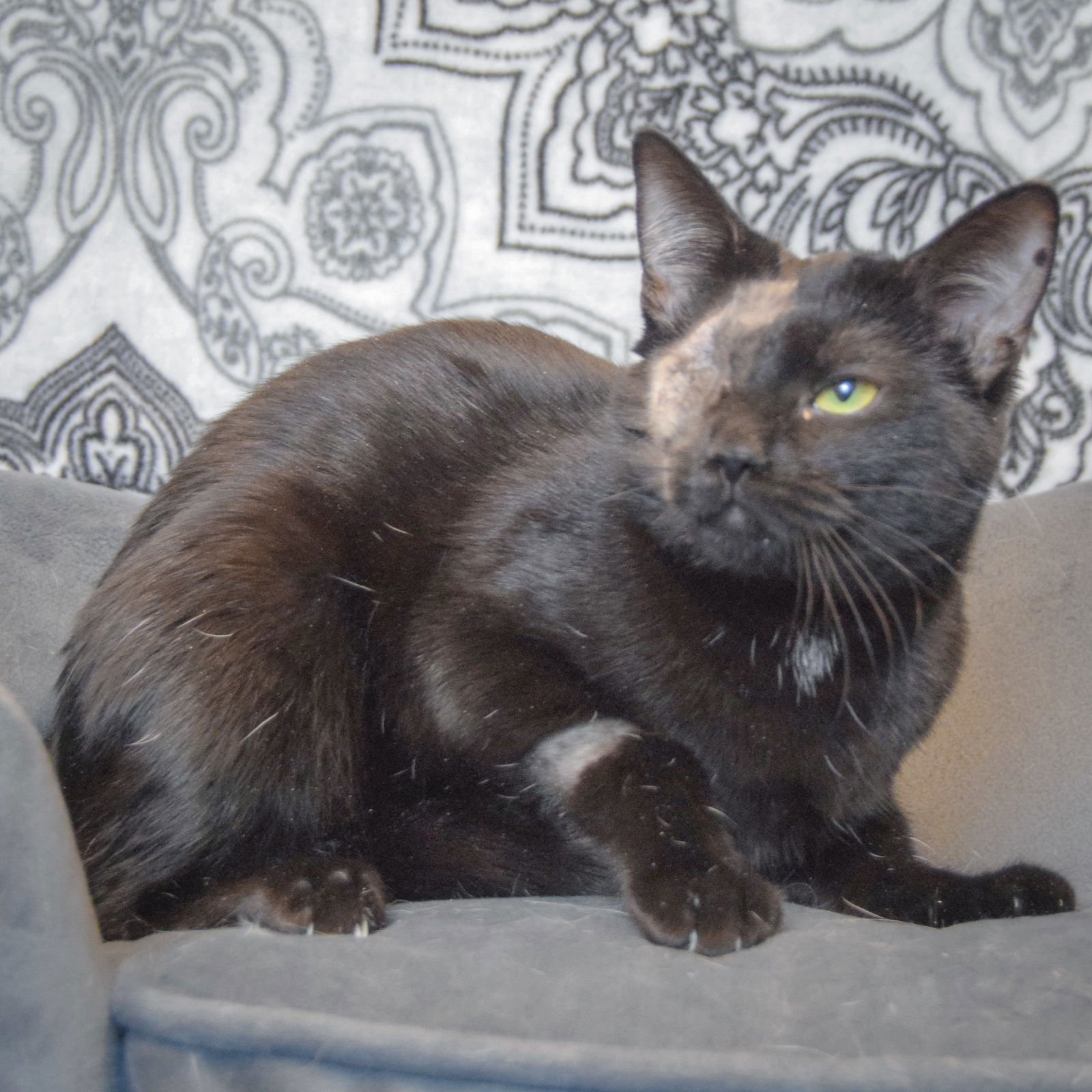 BABY GIRL - Bombay / Domestic Short Hair available for adoption