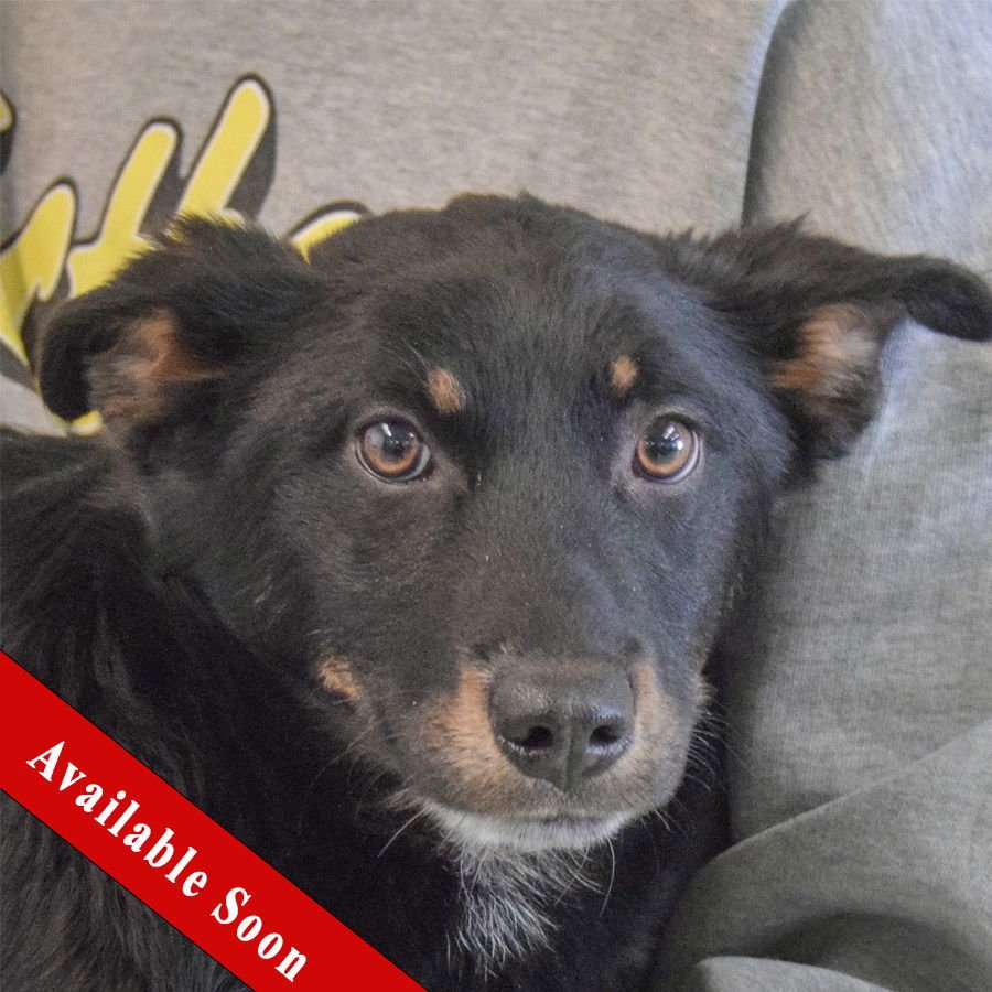 TISSY - German Shepherd Dog / Black Labrador Retriever available for adoption